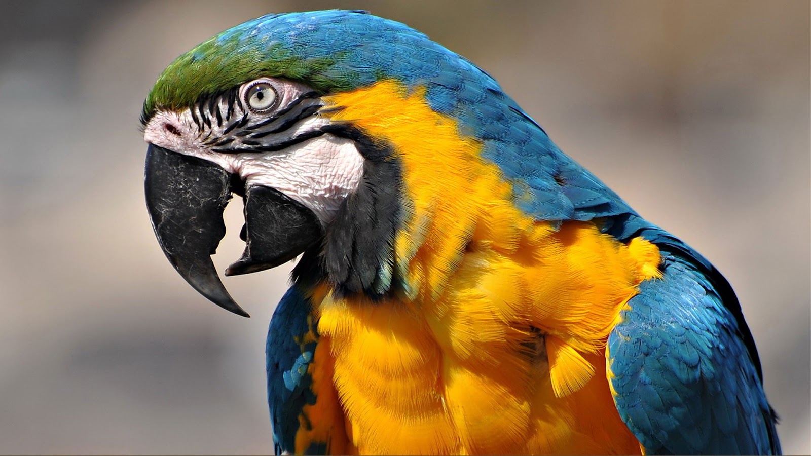 Descarga gratis la imagen Animales, Aves, Loro, Guacamayo Azul Y Amarillo en el escritorio de tu PC