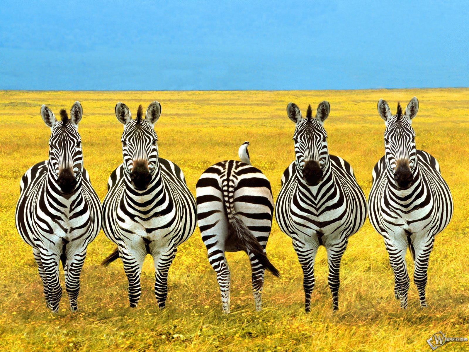 205672 Hintergrundbild herunterladen tiere, zebra - Bildschirmschoner und Bilder kostenlos