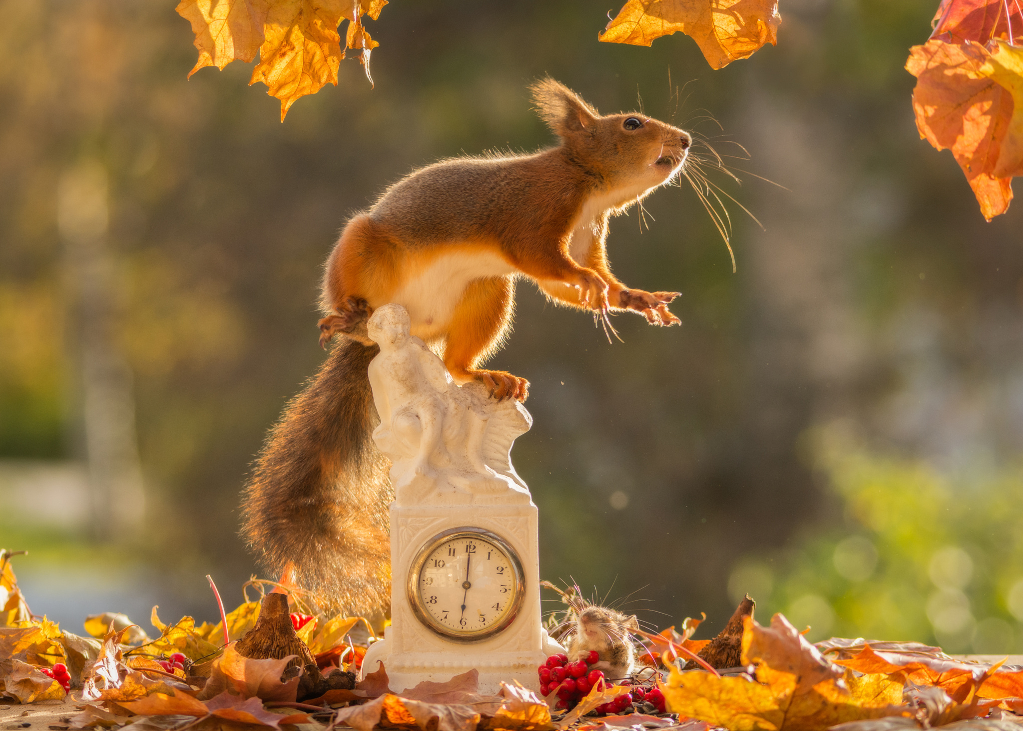 Скачать обои бесплатно Животные, Осень, Часы, Белка, Грызун картинка на рабочий стол ПК