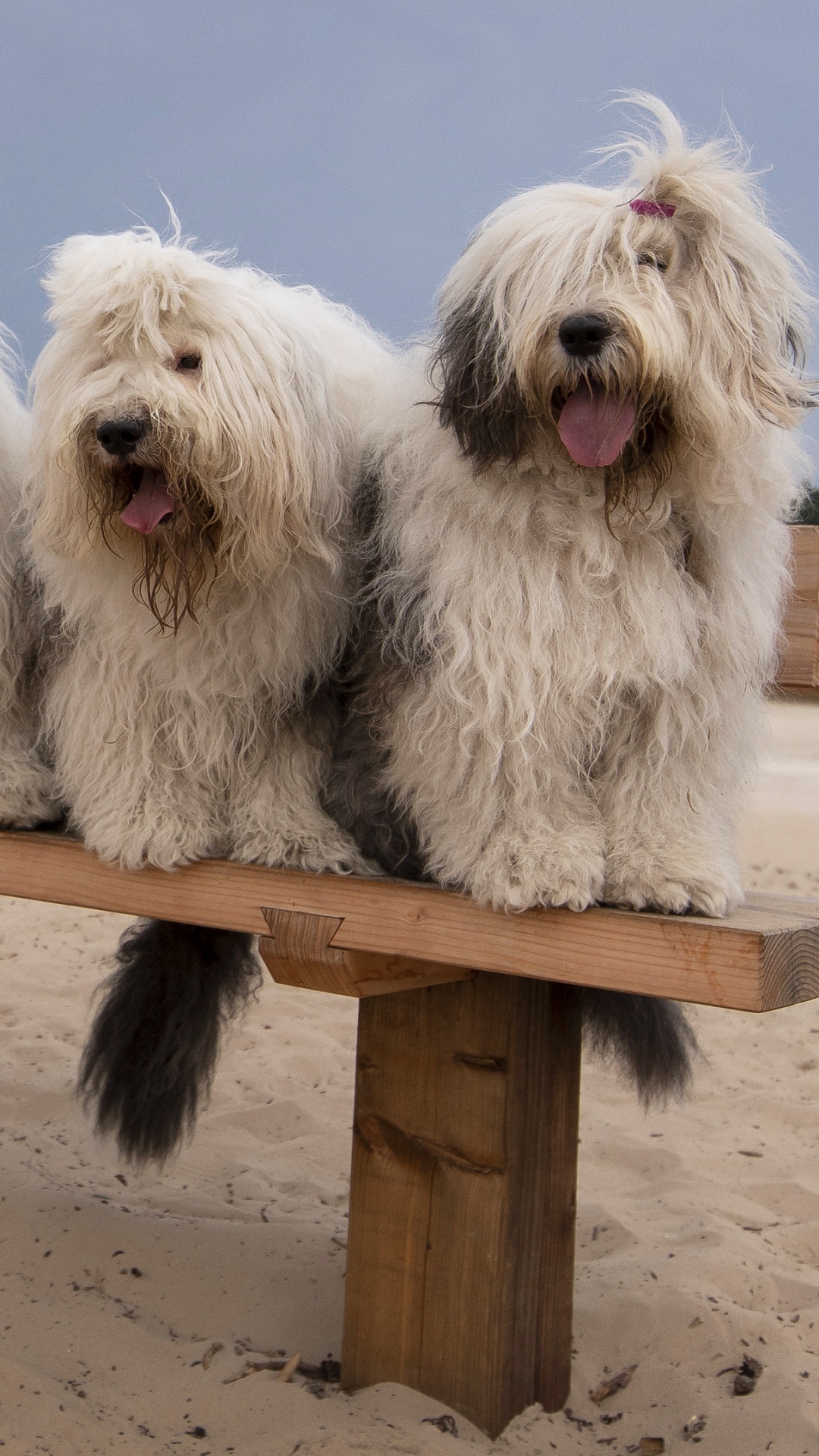 Download mobile wallpaper Dogs, Beach, Sand, Dog, Animal for free.