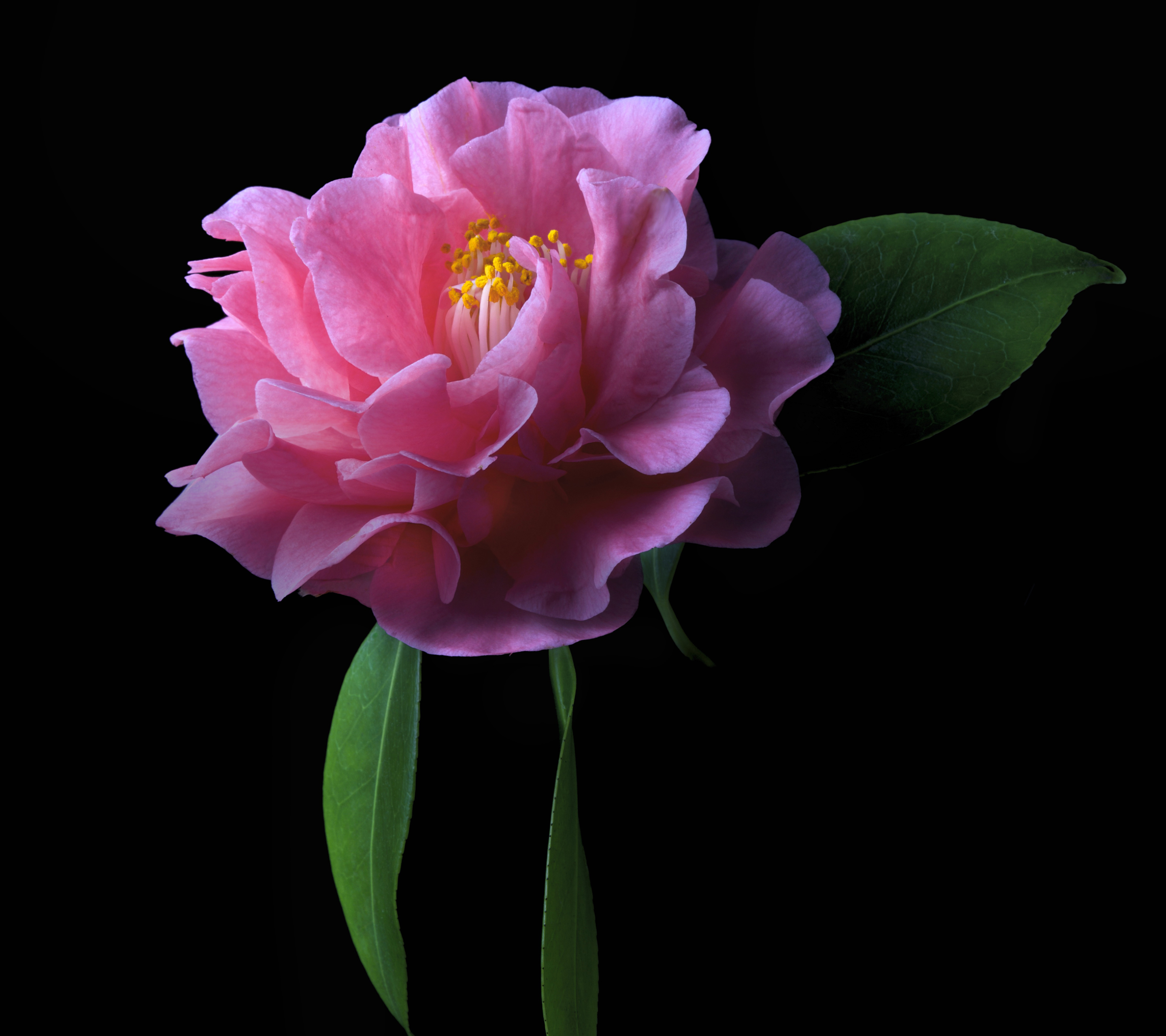 Download mobile wallpaper Flowers, Flower, Close Up, Earth, Camellia, Pink Flower for free.
