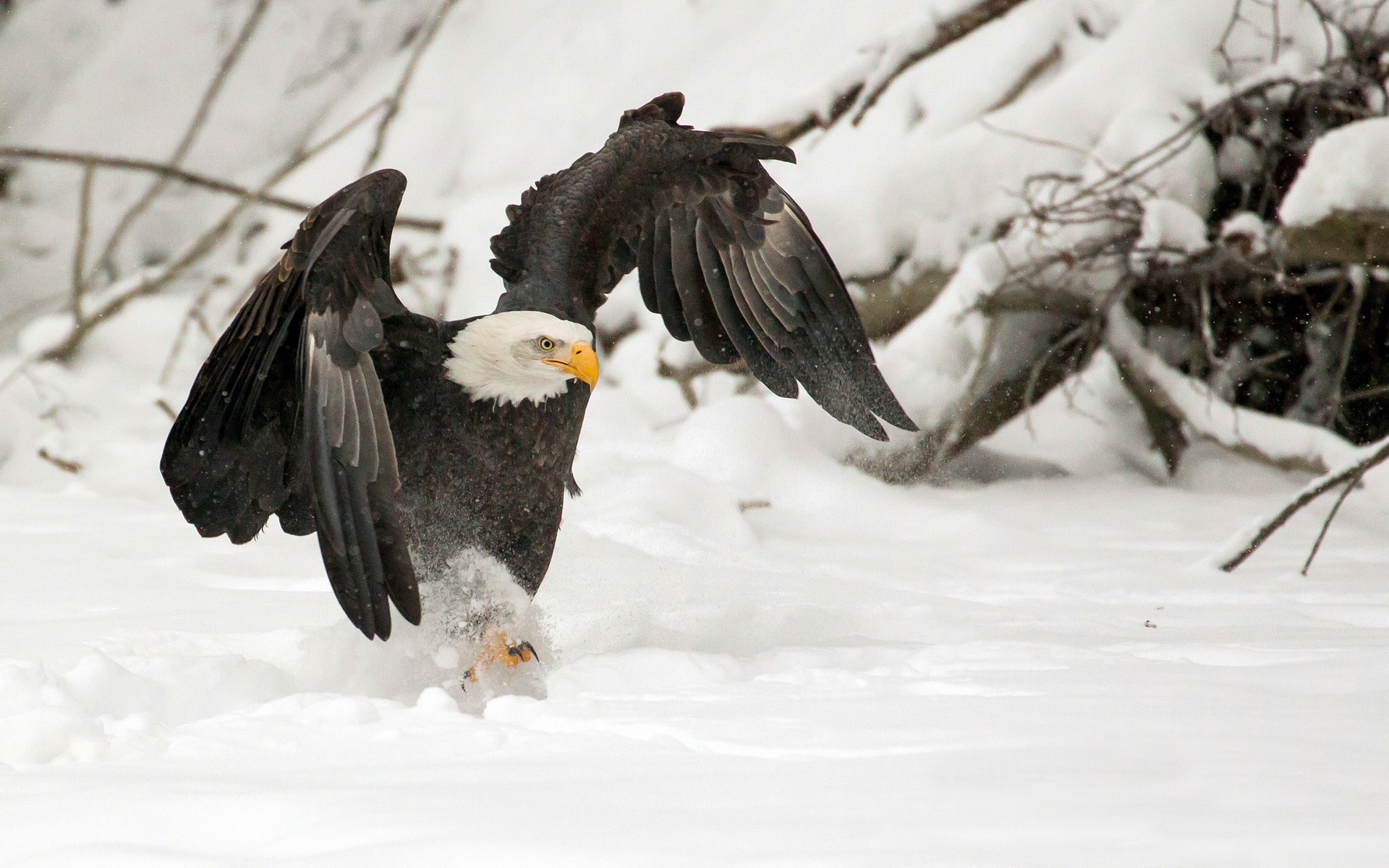 Download mobile wallpaper Bald Eagle, Birds, Animal for free.