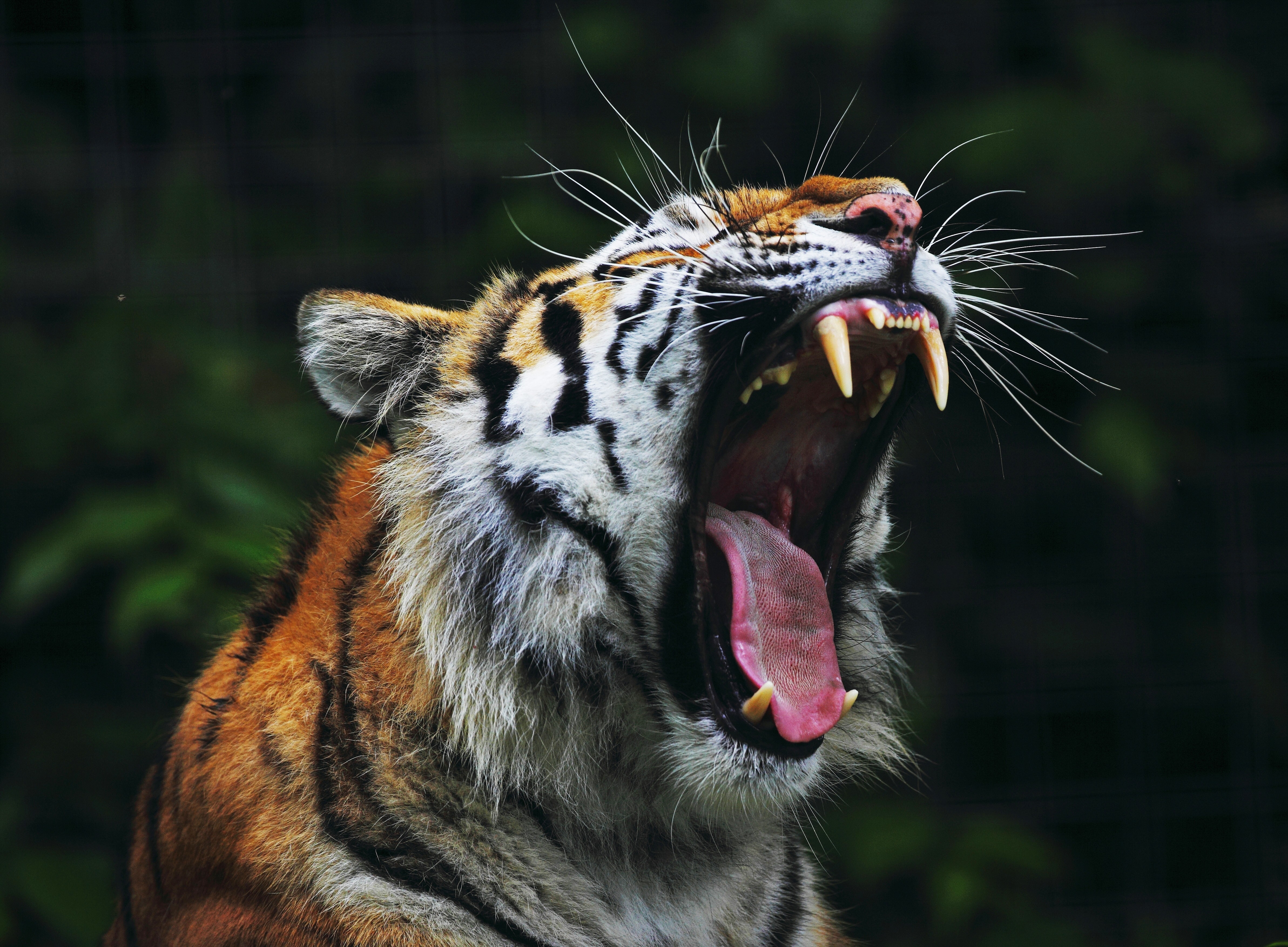 Descarga gratuita de fondo de pantalla para móvil de Animales, Gatos, Tigre.