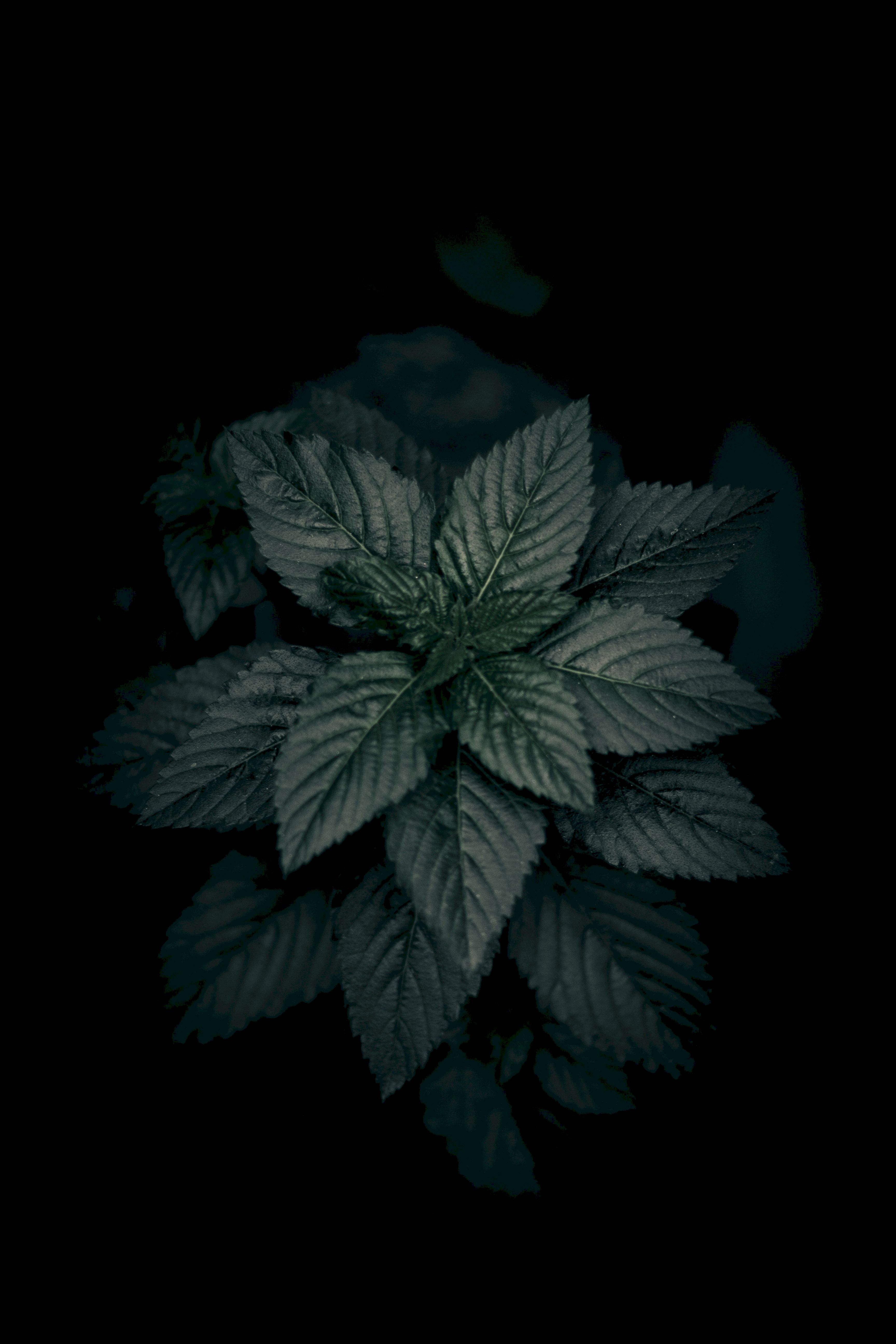 dark, nature, leaves, green, plant, macro, close up Panoramic Wallpaper