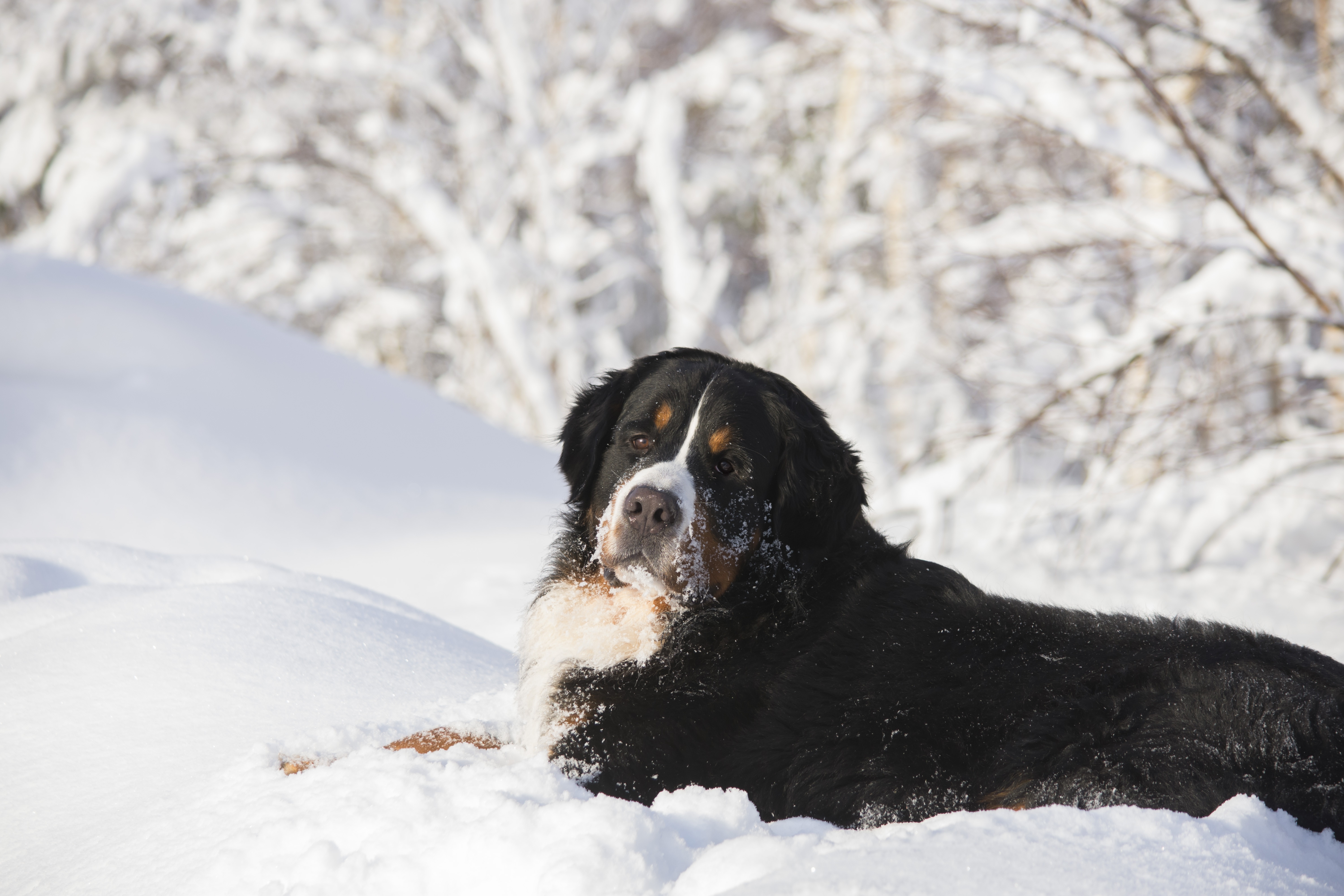 493265壁紙のダウンロード動物, バーニーズ・マウンテン・ドッグ, 犬, 雪, 冬-スクリーンセーバーと写真を無料で
