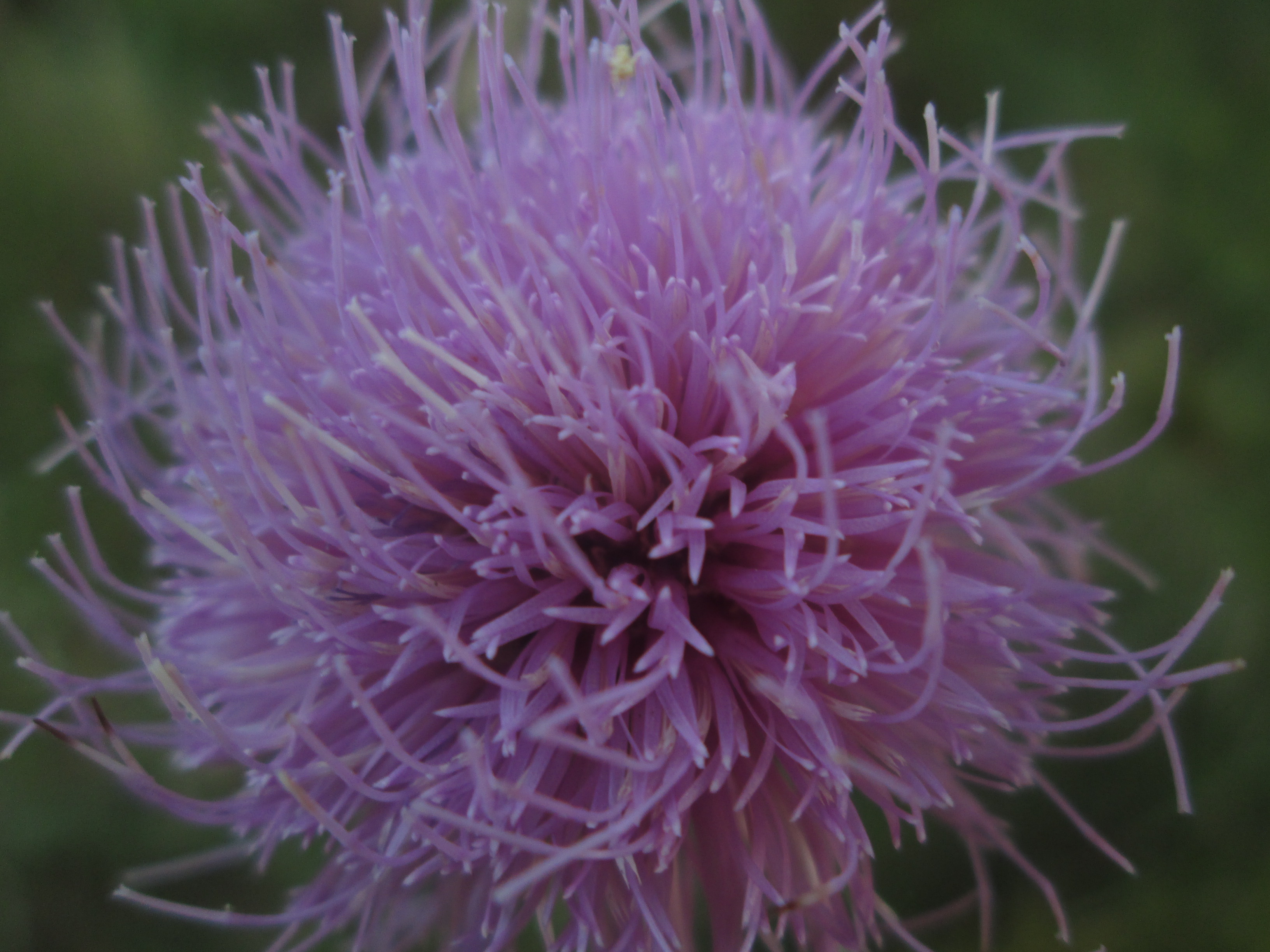 Téléchargez gratuitement l'image Fleurs, Fleur, Terre/nature sur le bureau de votre PC