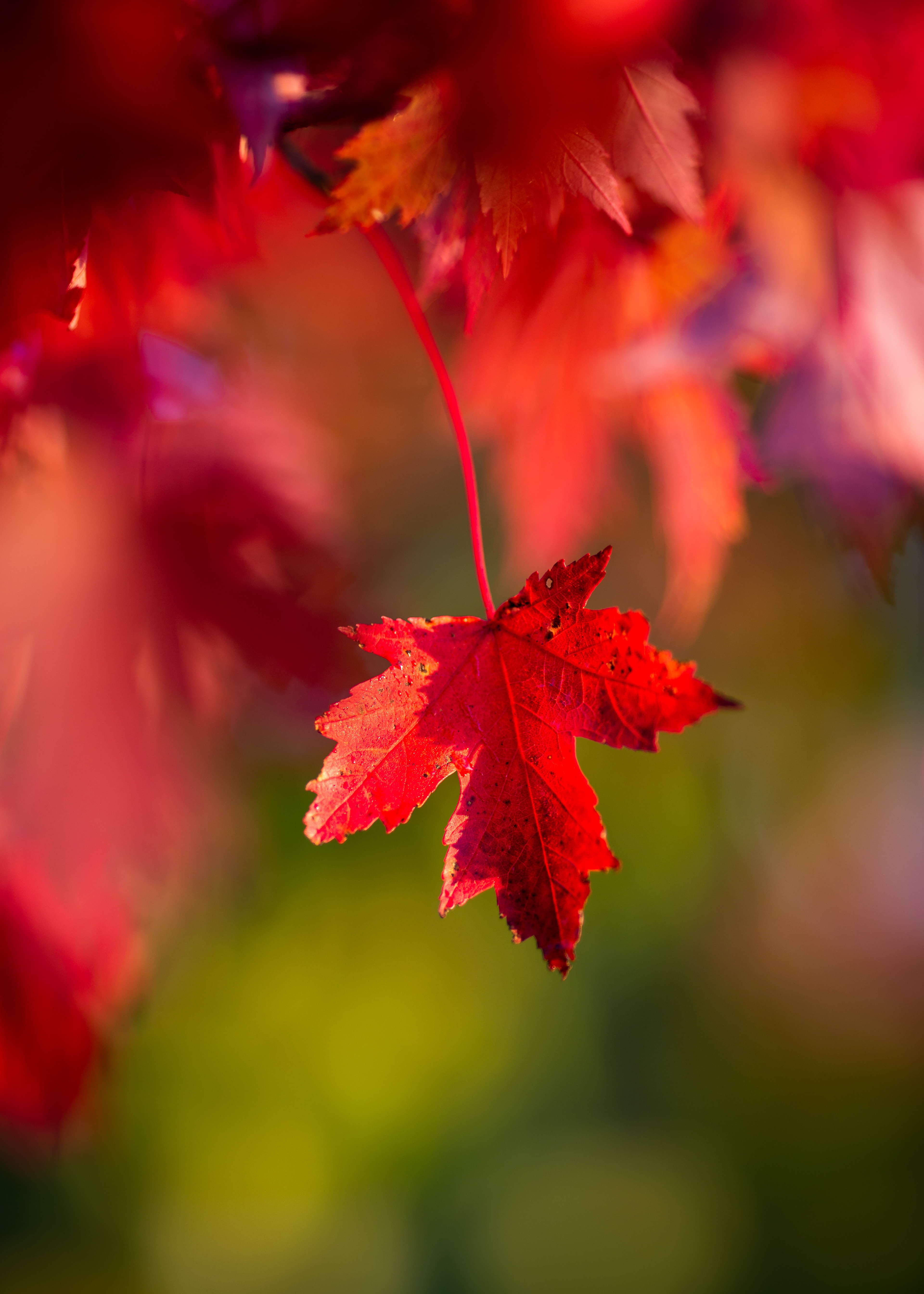 Laden Sie das Herbst, Makro, Flugblatt, Leaflet-Bild kostenlos auf Ihren PC-Desktop herunter