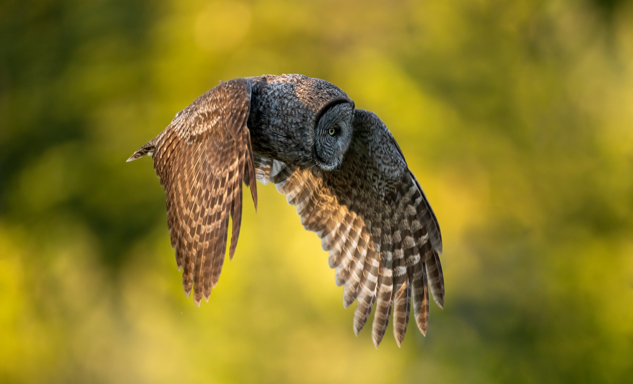 Download mobile wallpaper Birds, Owl, Bird, Flight, Animal for free.