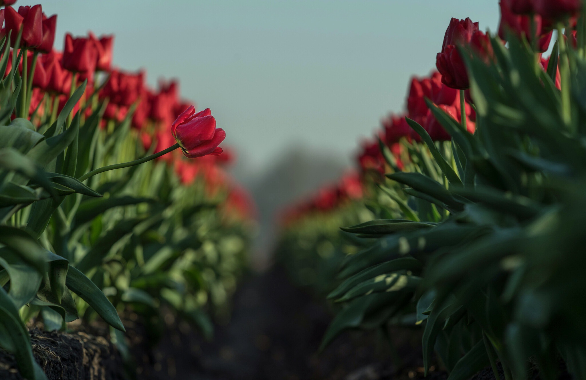 Free download wallpaper Nature, Flowers, Flower, Earth, Tulip, Red Flower on your PC desktop