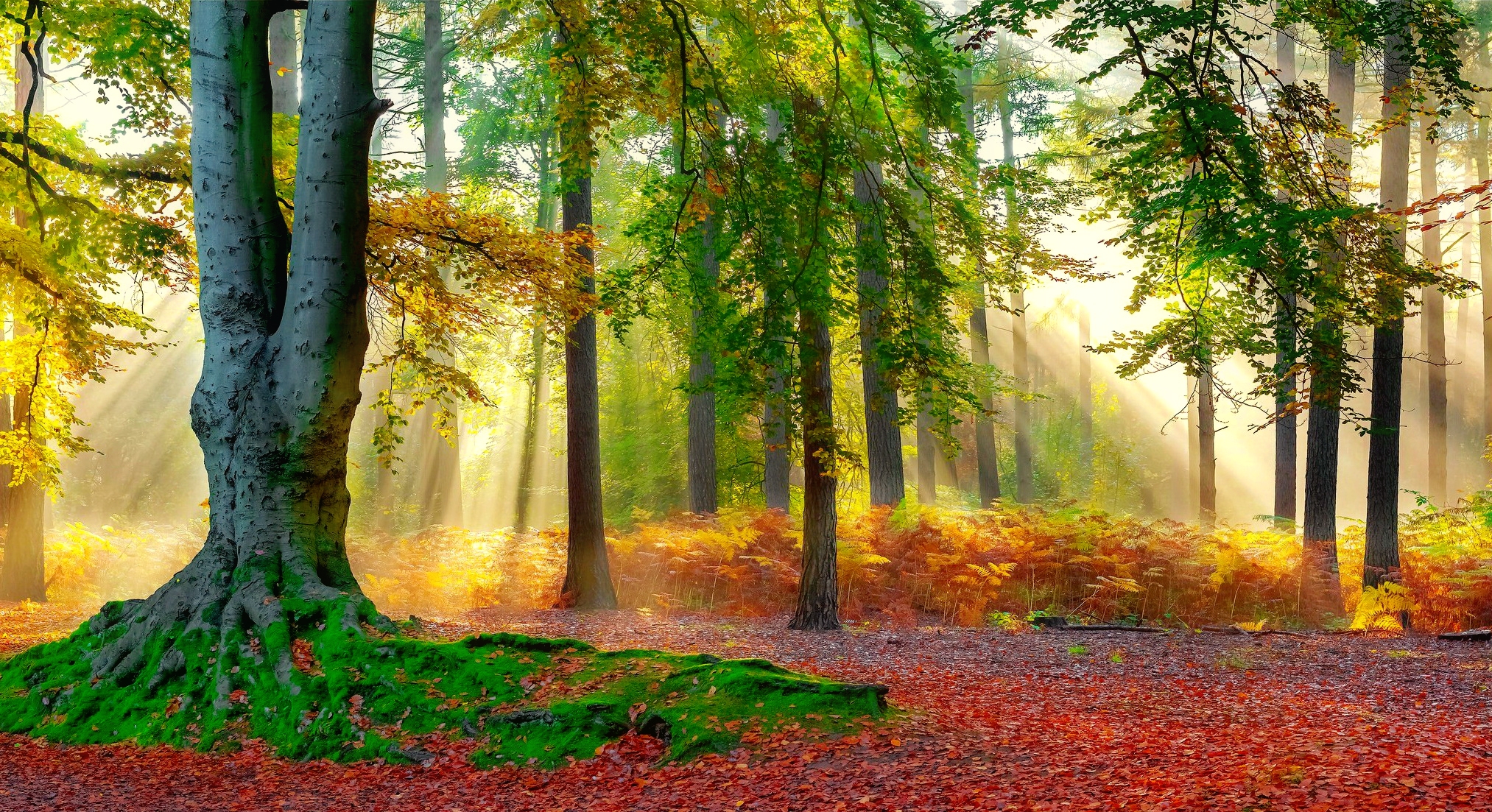Laden Sie das Herbst, Sonne, Sonnenstrahl, Erde/natur, Sonnenschein-Bild kostenlos auf Ihren PC-Desktop herunter