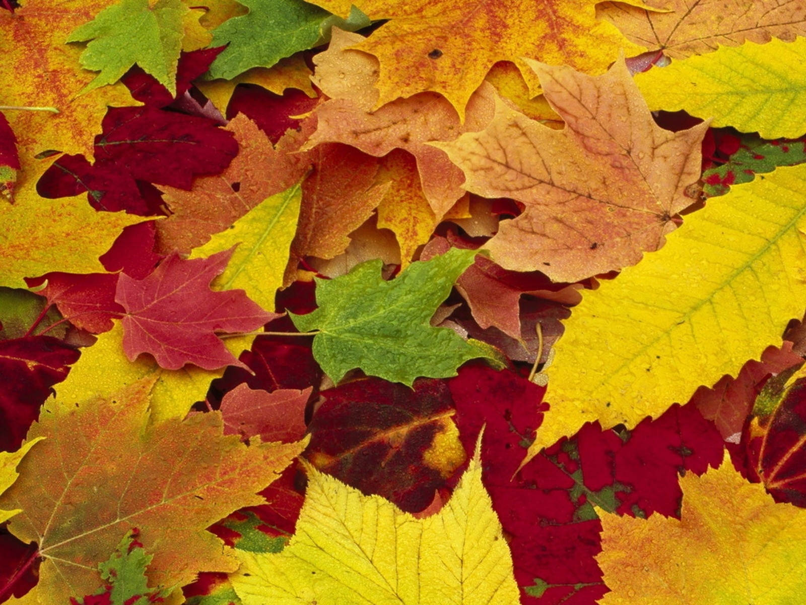 PCデスクトップに秋, 葉, 植物画像を無料でダウンロード