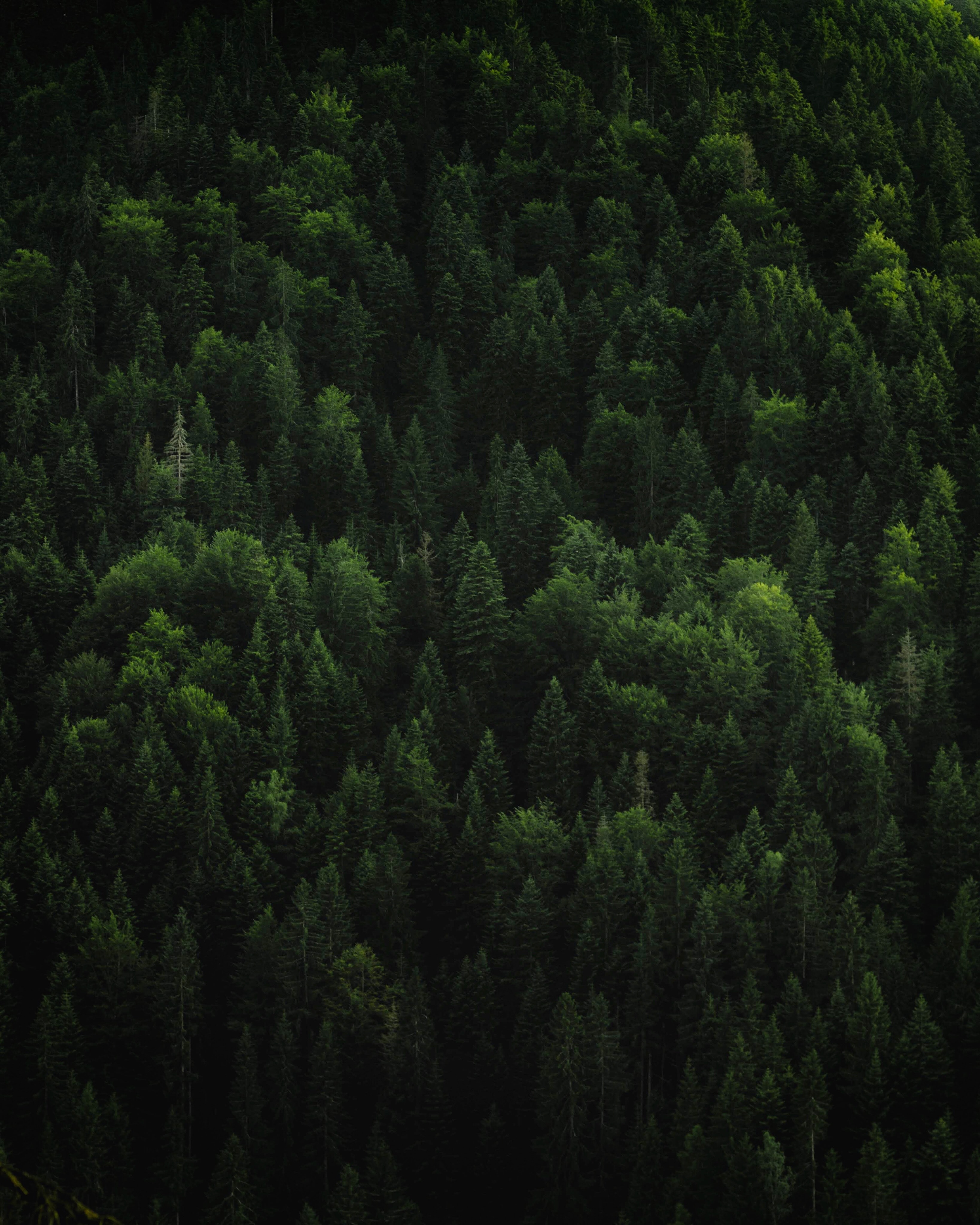 nature, trees, green, top, coniferous, forest, tops