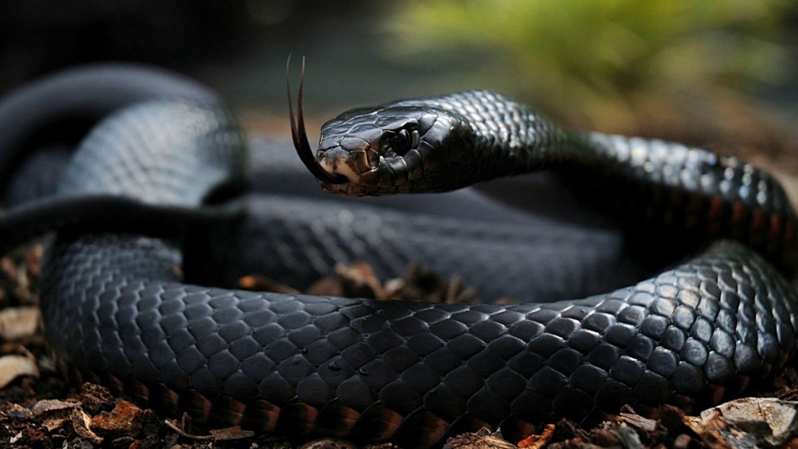 Descarga gratuita de fondo de pantalla para móvil de Animales, Serpiente, Serpiente Negra De Vientre Rojo.