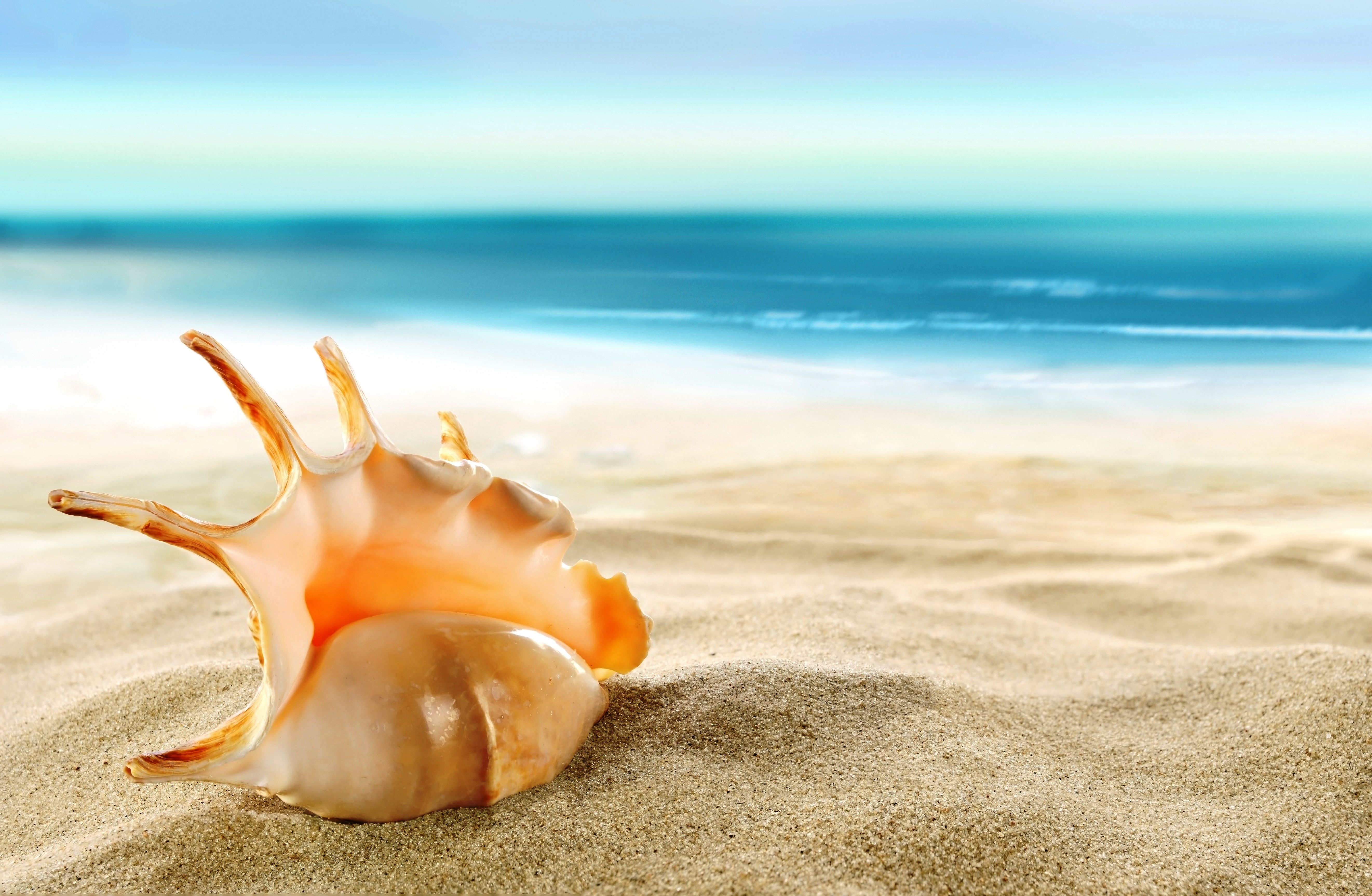 Free download wallpaper Nature, Beach, Sand, Ocean, Earth, Shell on your PC desktop