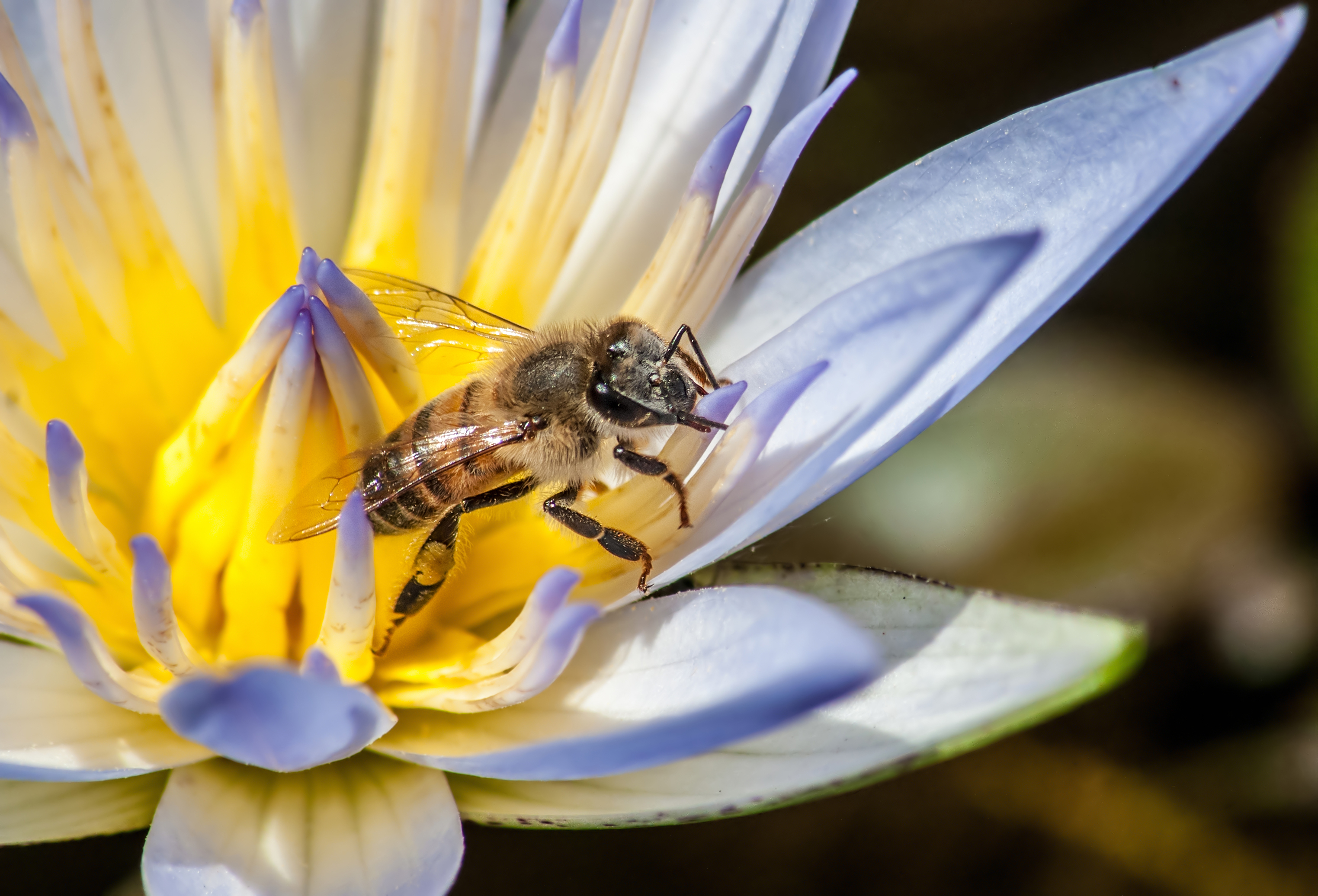 PCデスクトップに動物, 昆虫, 花, 蜂, アフリカミツバチ画像を無料でダウンロード