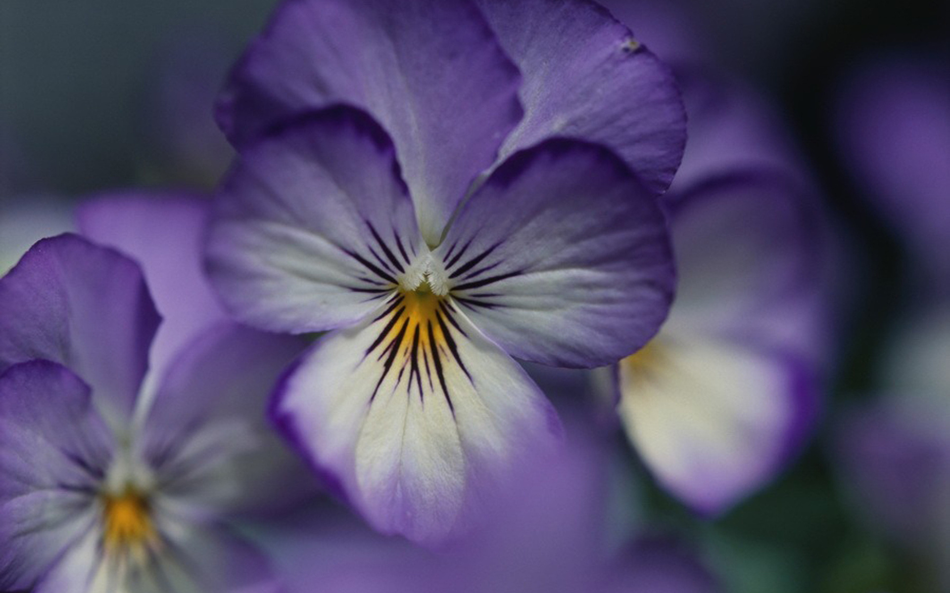 Download mobile wallpaper Pansy, Purple Flower, Flowers, Flower, Earth for free.