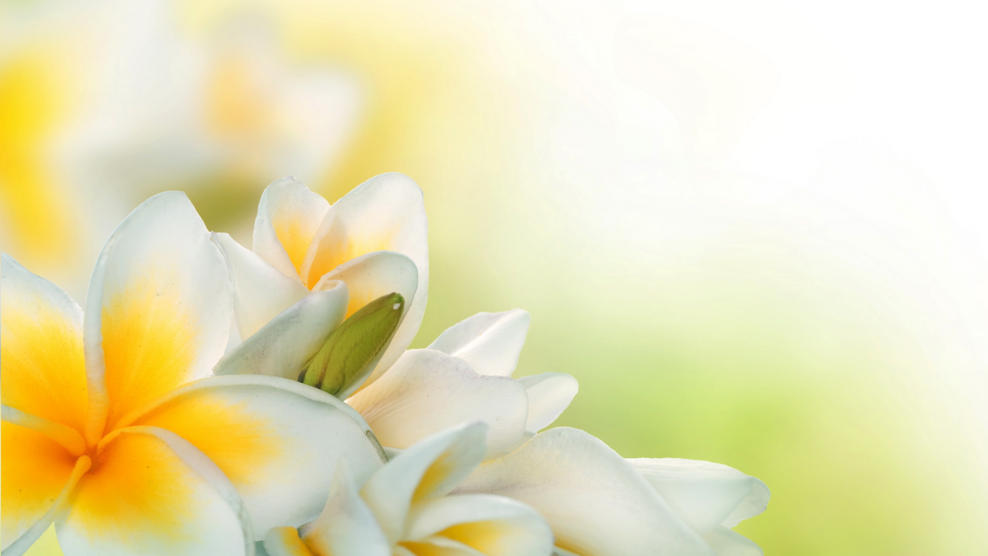 234511 descargar imagen frangipani, tierra/naturaleza, flores: fondos de pantalla y protectores de pantalla gratis