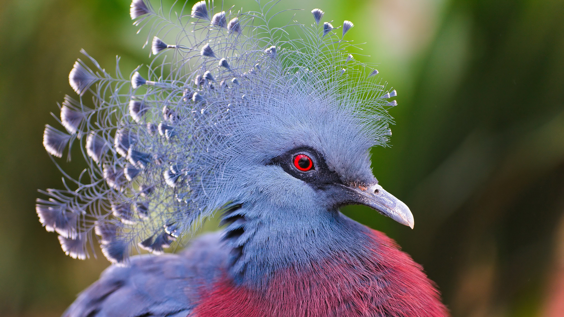 animal, victoria crowned pigeon