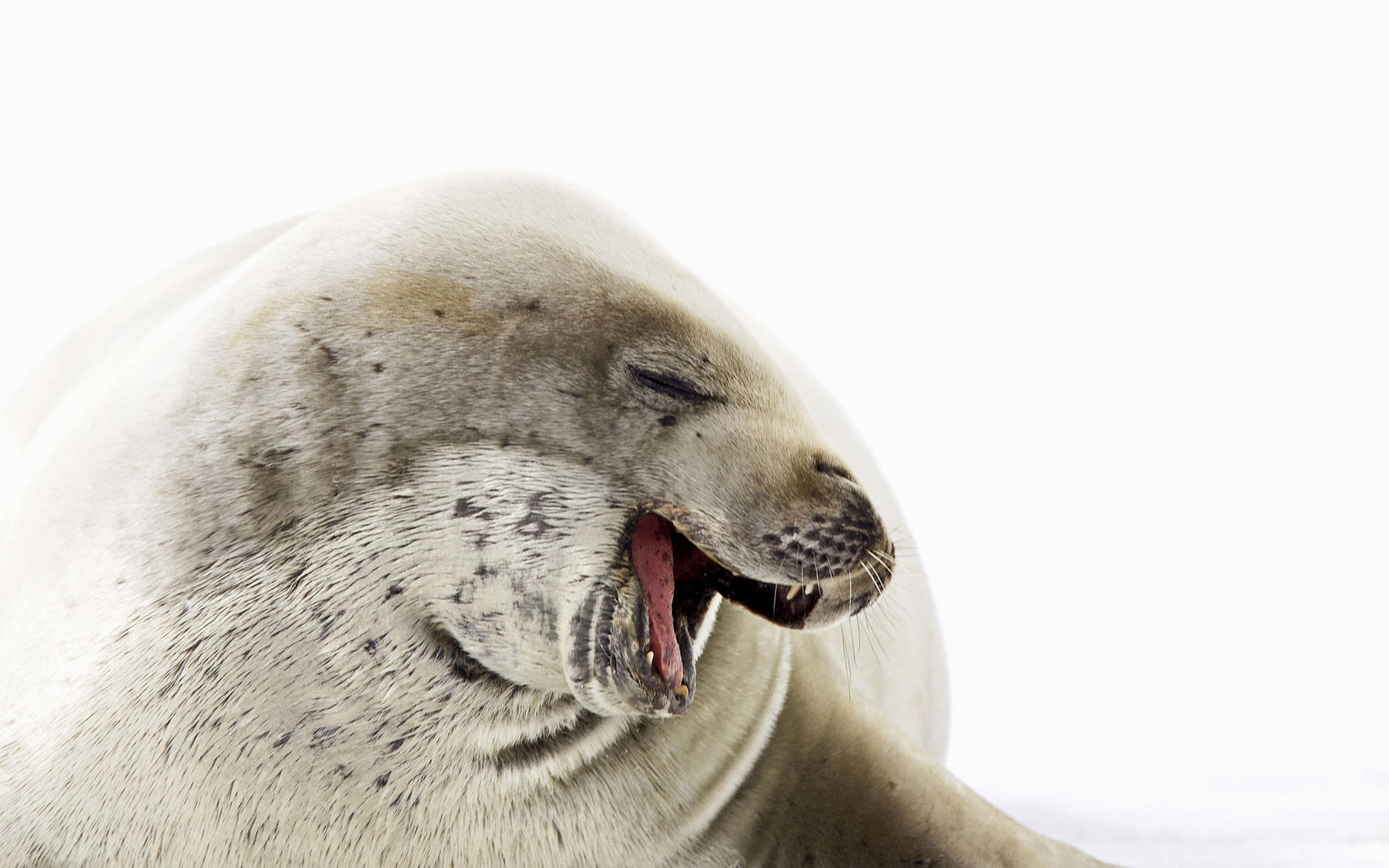 262782 baixar papel de parede animais, foca, selos - protetores de tela e imagens gratuitamente