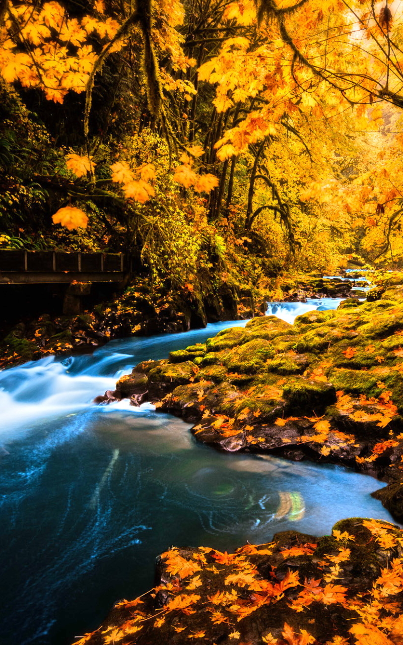 Download mobile wallpaper Forest, Fall, Earth, Stream for free.
