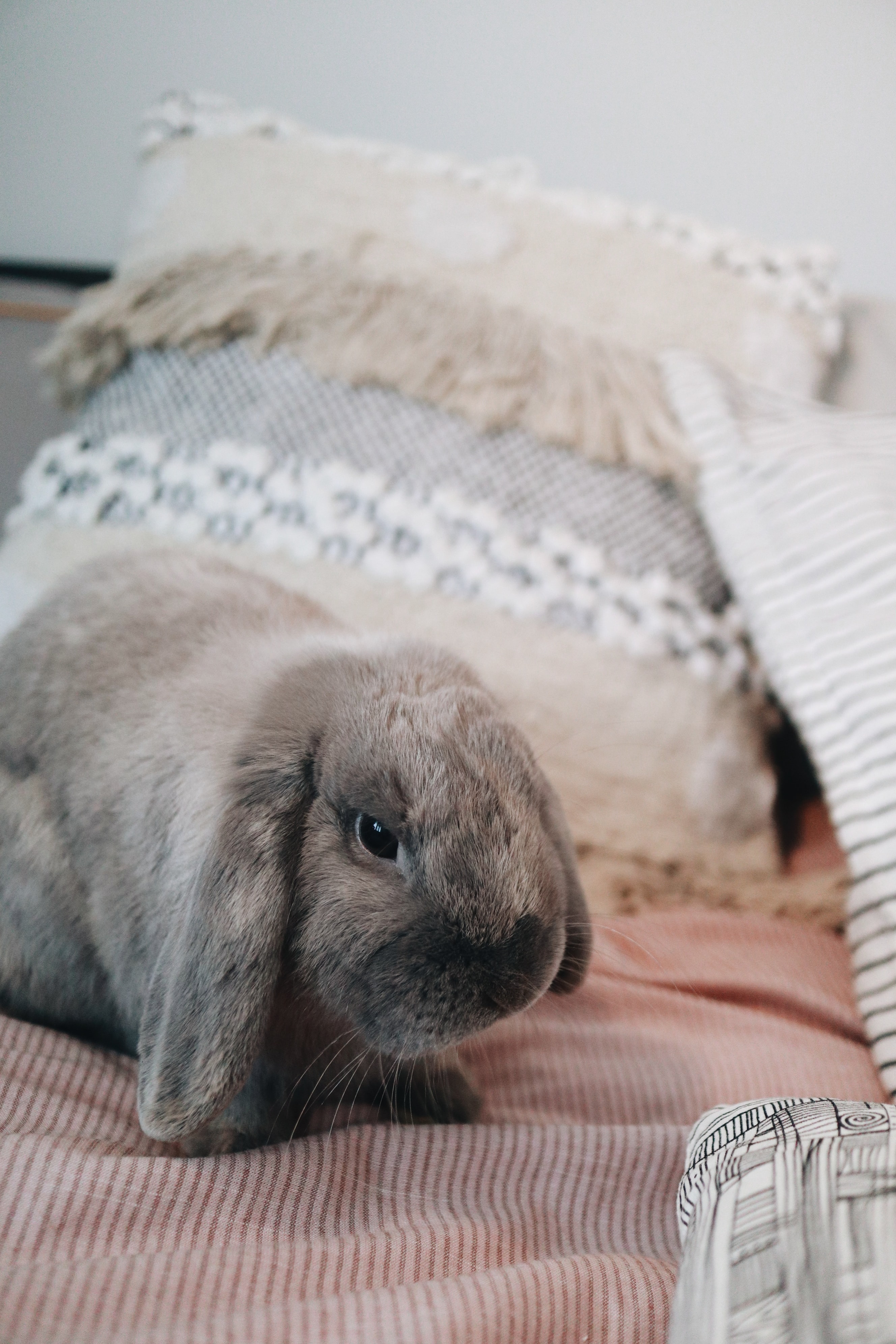 Free download wallpaper Animals, Pet, Animal, Rabbit, Grey on your PC desktop