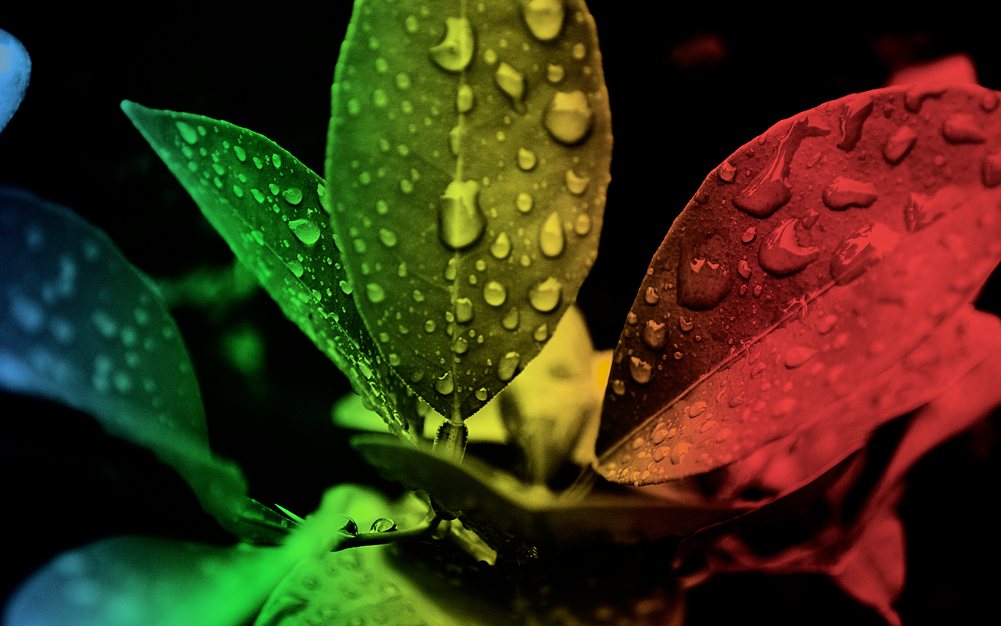 Download mobile wallpaper Nature, Leaf, Earth, Colors, Water Drop for free.