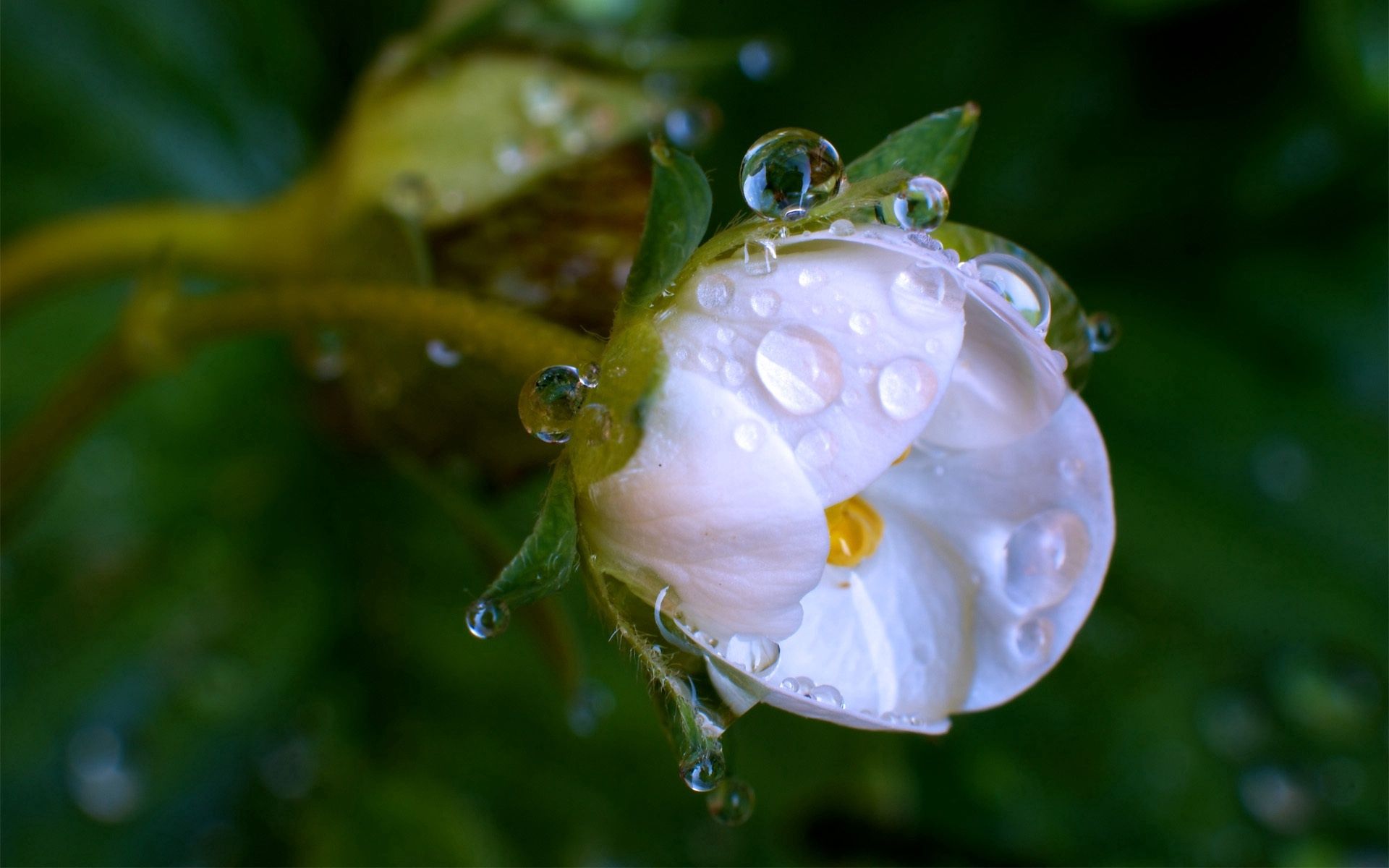 Laden Sie das Drops, Makro, Blume-Bild kostenlos auf Ihren PC-Desktop herunter