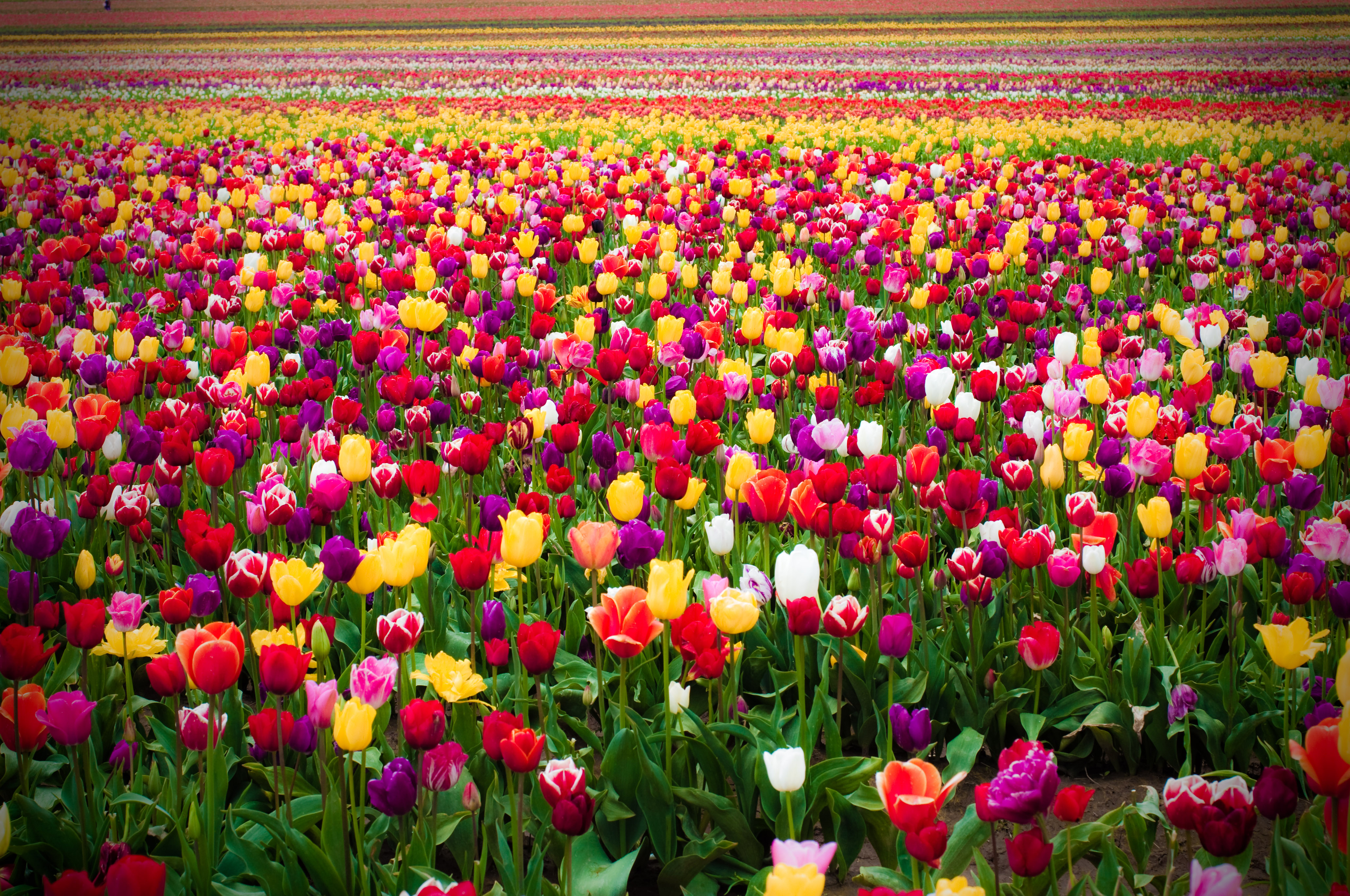 Laden Sie das Natur, Blumen, Blume, Tulpe, Gelbe Blume, Lila Blume, Rote Blume, Erde/natur-Bild kostenlos auf Ihren PC-Desktop herunter