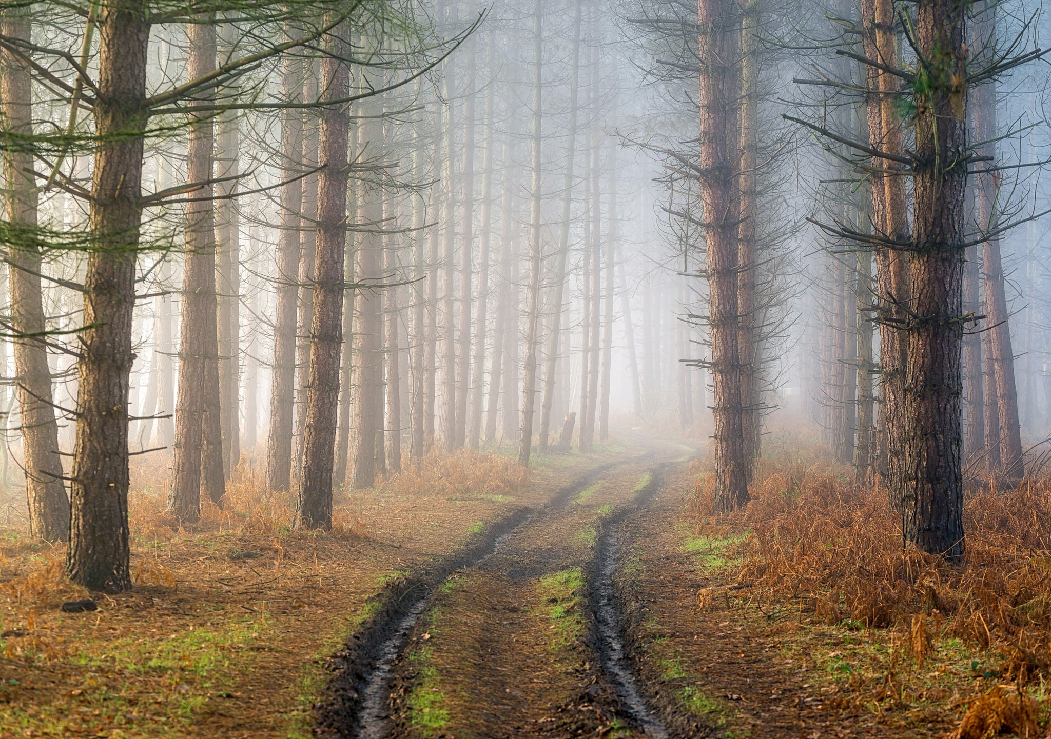 Descarga gratis la imagen Naturaleza, Camino, Bosque, Niebla, Tierra/naturaleza en el escritorio de tu PC