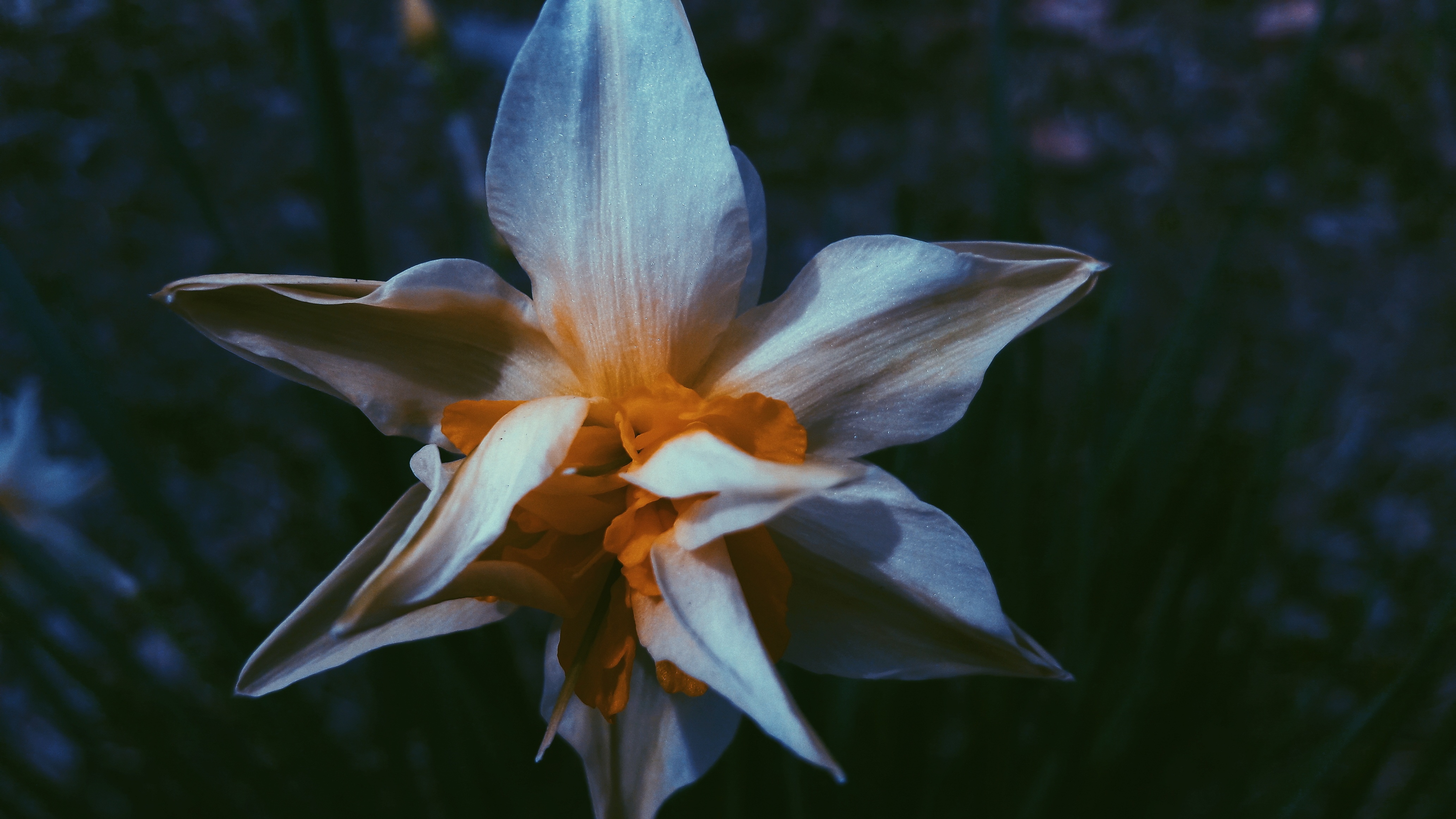 white, flower, macro, petals, narcissus FHD, 4K, UHD