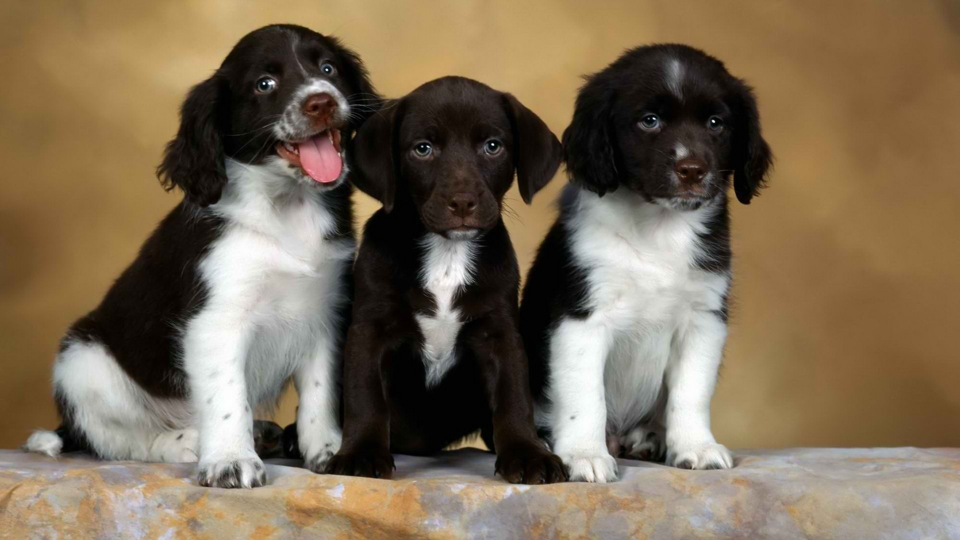 Handy-Wallpaper Hunde, Hund, Tiere kostenlos herunterladen.