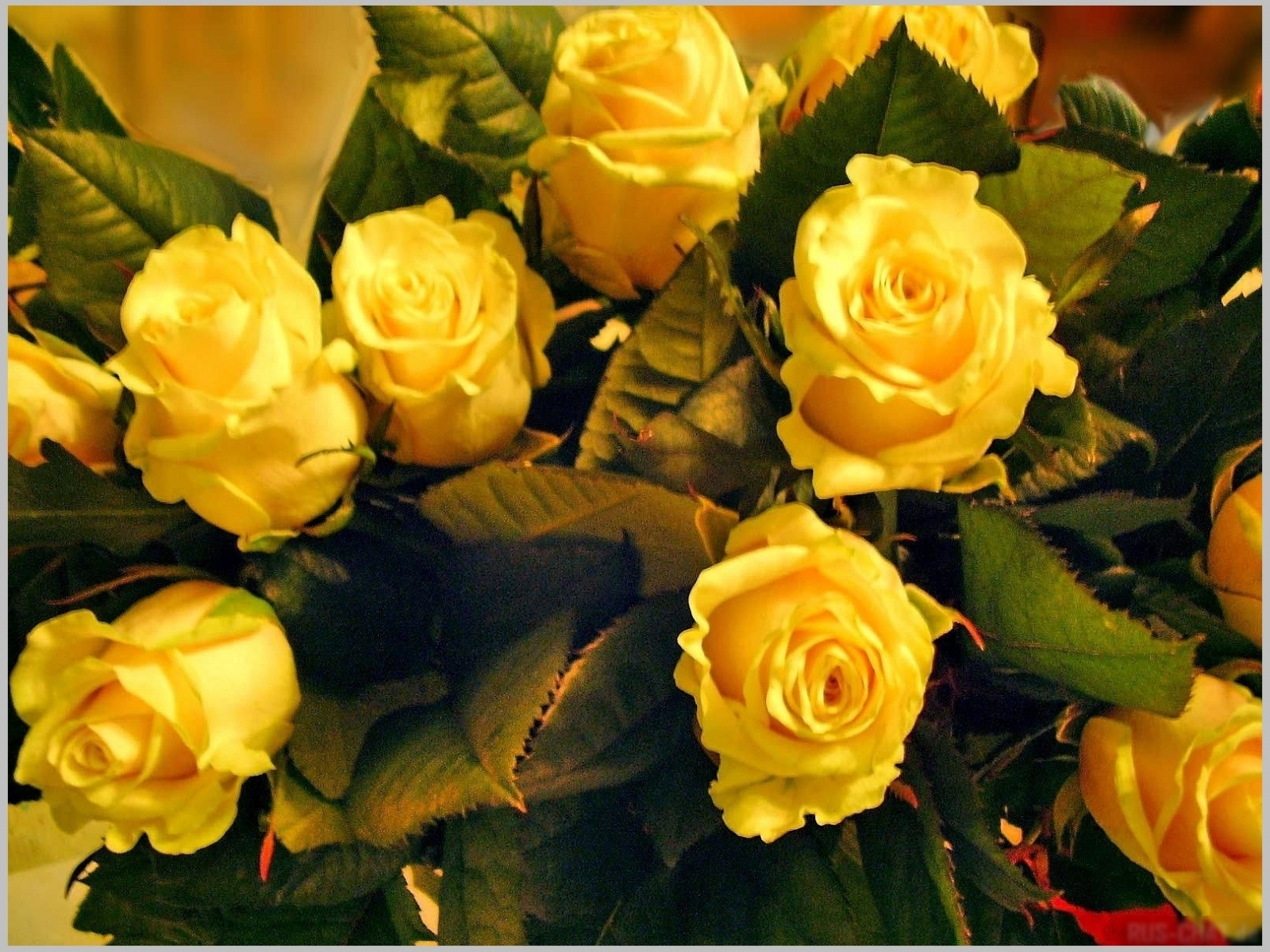 Free download wallpaper Plants, Flowers, Roses, Postcards on your PC desktop