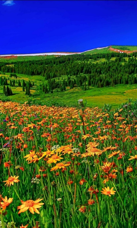 Download mobile wallpaper Landscape, Flower, Earth for free.