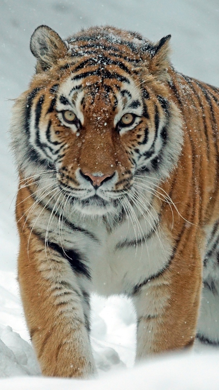 Скачать картинку Животные, Снег, Тигр, Кошки в телефон бесплатно.