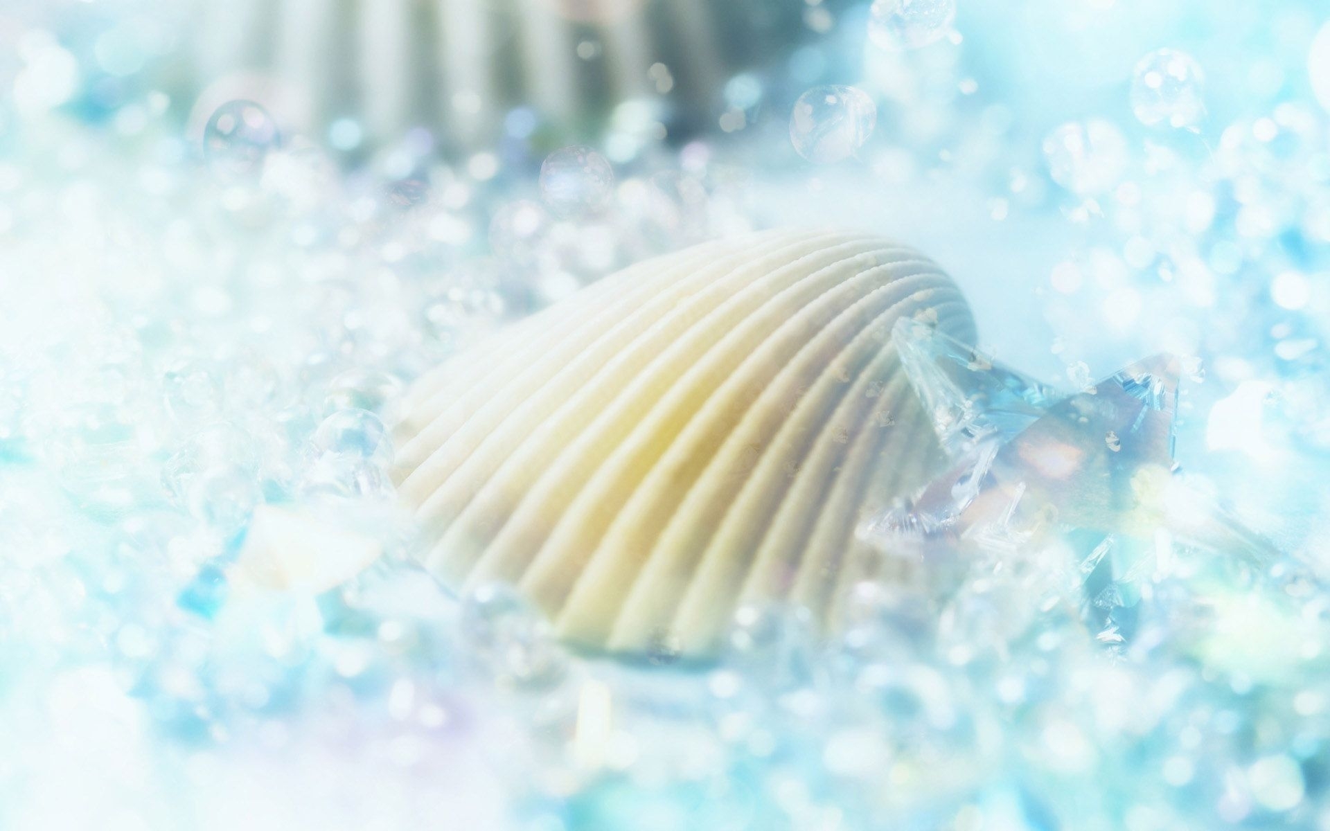 Free download wallpaper Objects, Shells on your PC desktop
