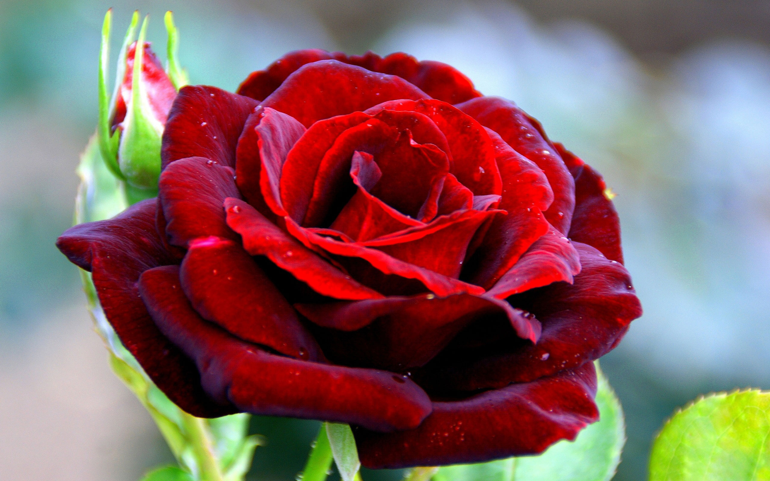Download mobile wallpaper Flowers, Rose, Close Up, Earth, Red Rose, Red Flower for free.