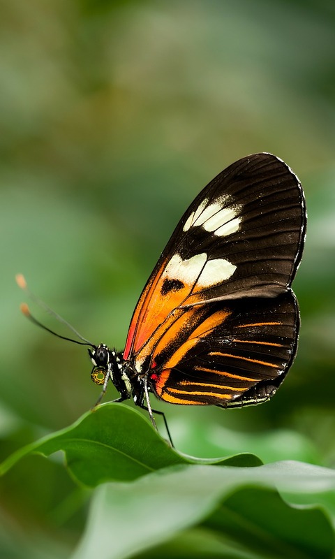 Téléchargez des papiers peints mobile Animaux, Insecte, Papillon gratuitement.