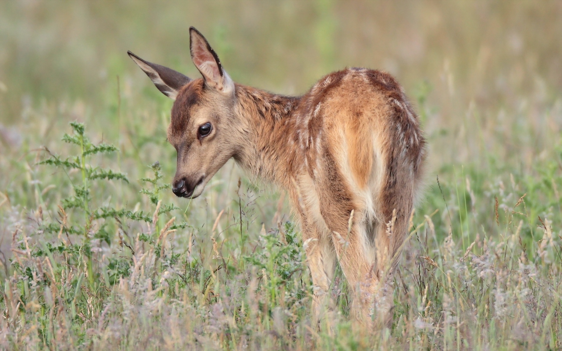 Free download wallpaper Animal, Deer on your PC desktop