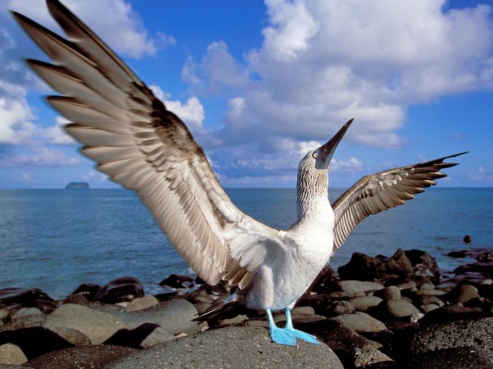 Téléchargez des papiers peints mobile Animaux, Oiseau, Des Oiseaux, Fou À Pieds Bleus gratuitement.