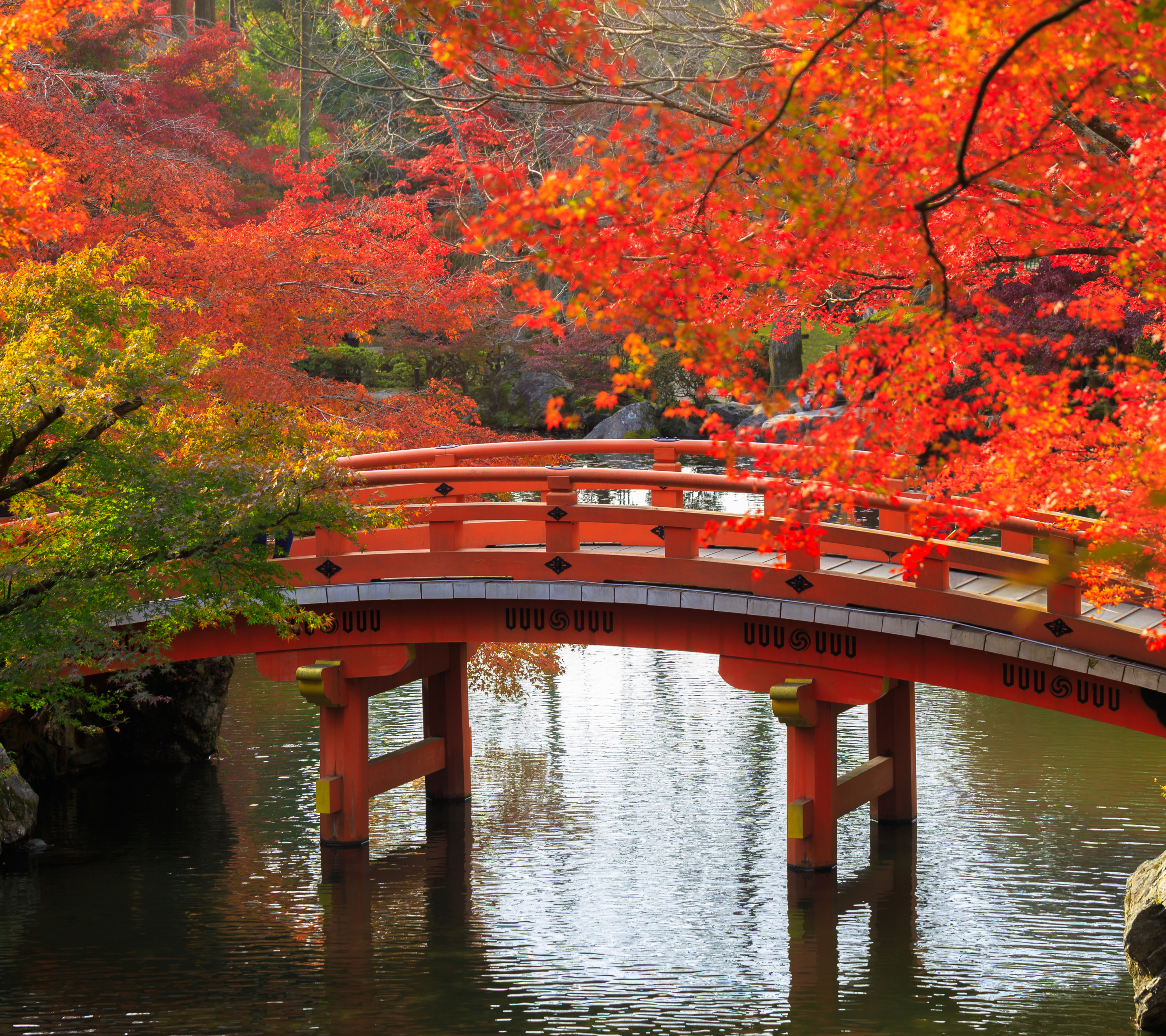 Скачать картинку Осень, Мост, Падать, Сделано Человеком, Японский Сад в телефон бесплатно.