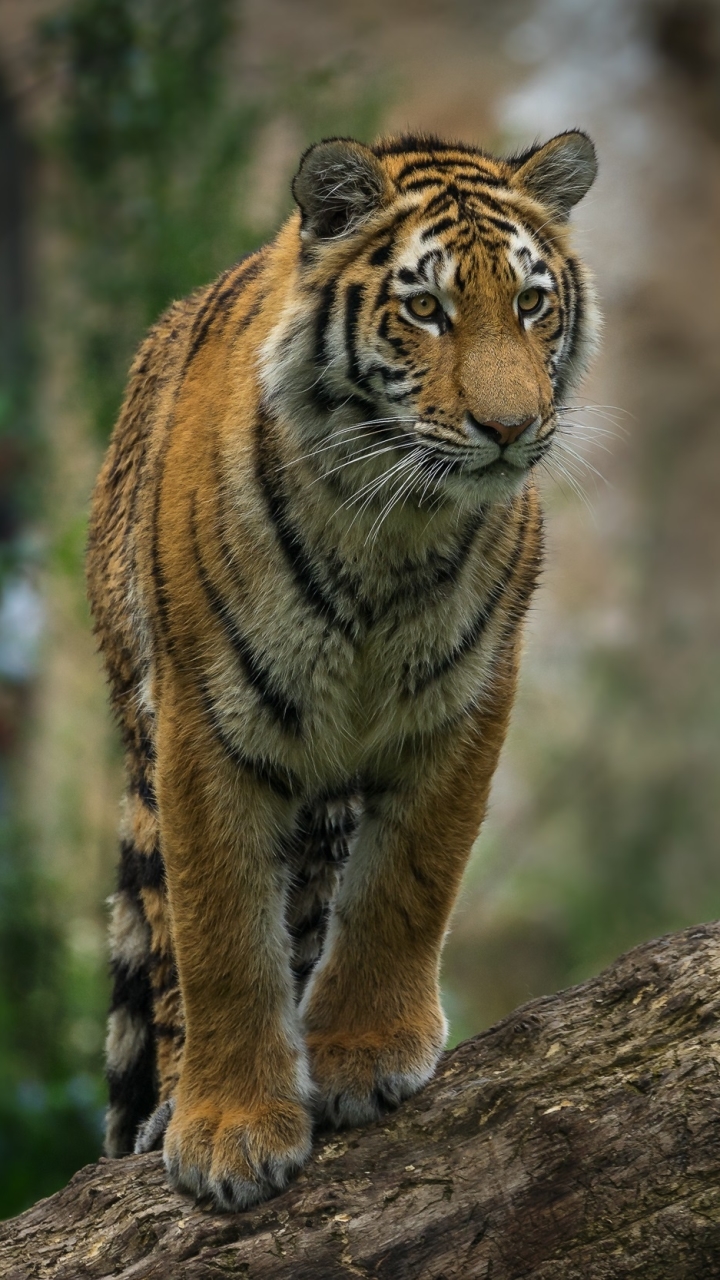 Download mobile wallpaper Cats, Tiger, Animal, Depth Of Field for free.