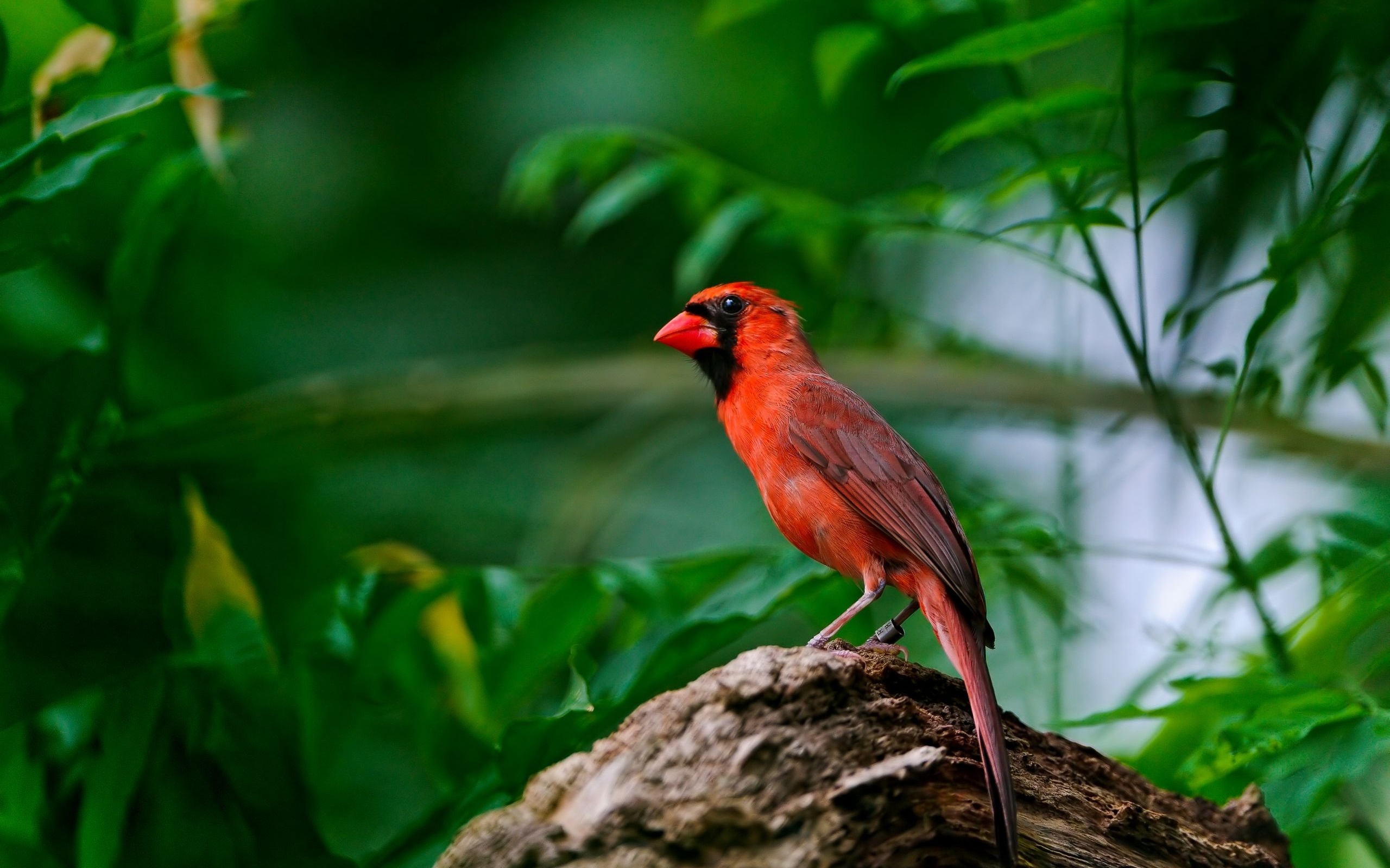 255652 Hintergrundbild herunterladen tiere, kardinal, vogel, vögel - Bildschirmschoner und Bilder kostenlos