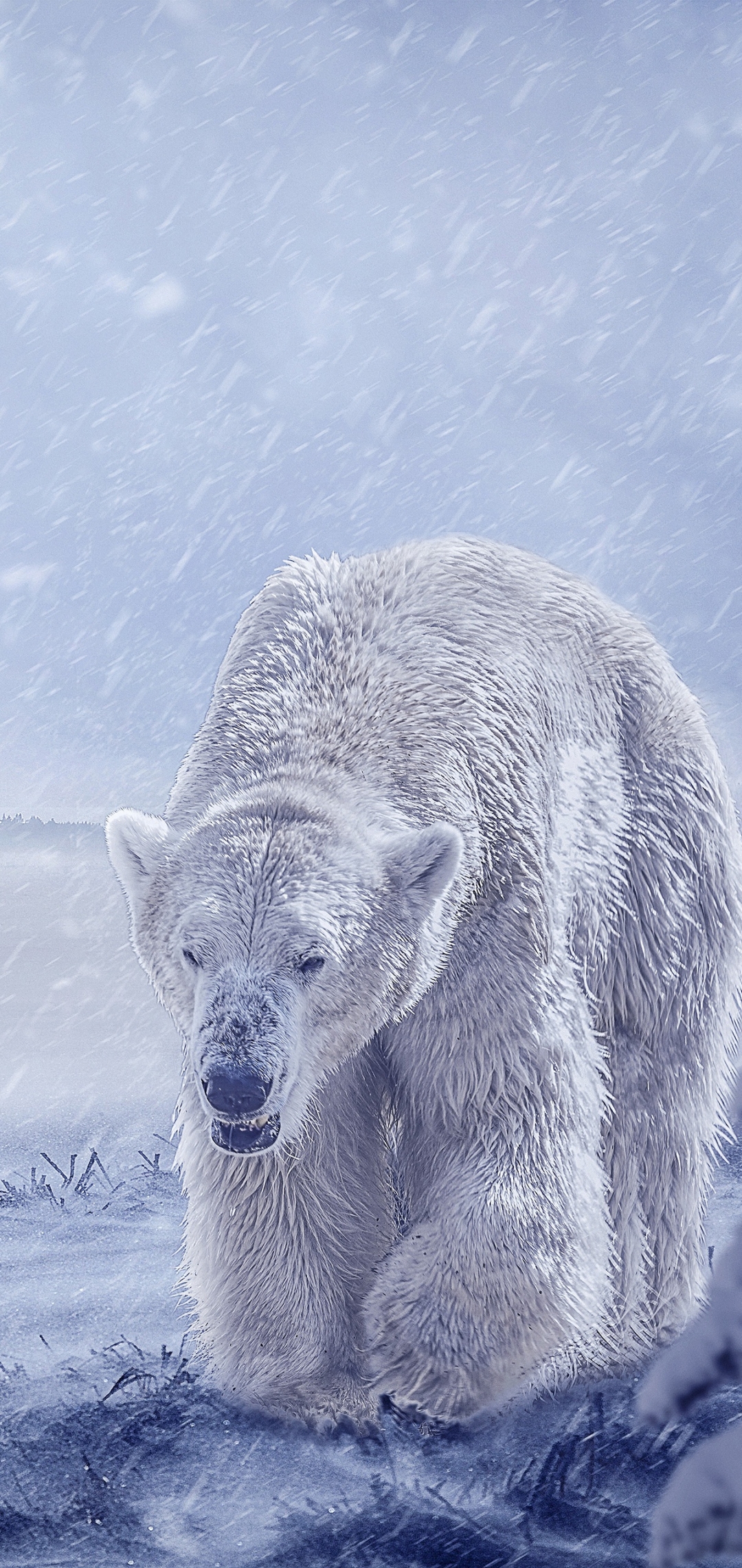 Baixar papel de parede para celular de Animais, Urso Polar, Ursos gratuito.