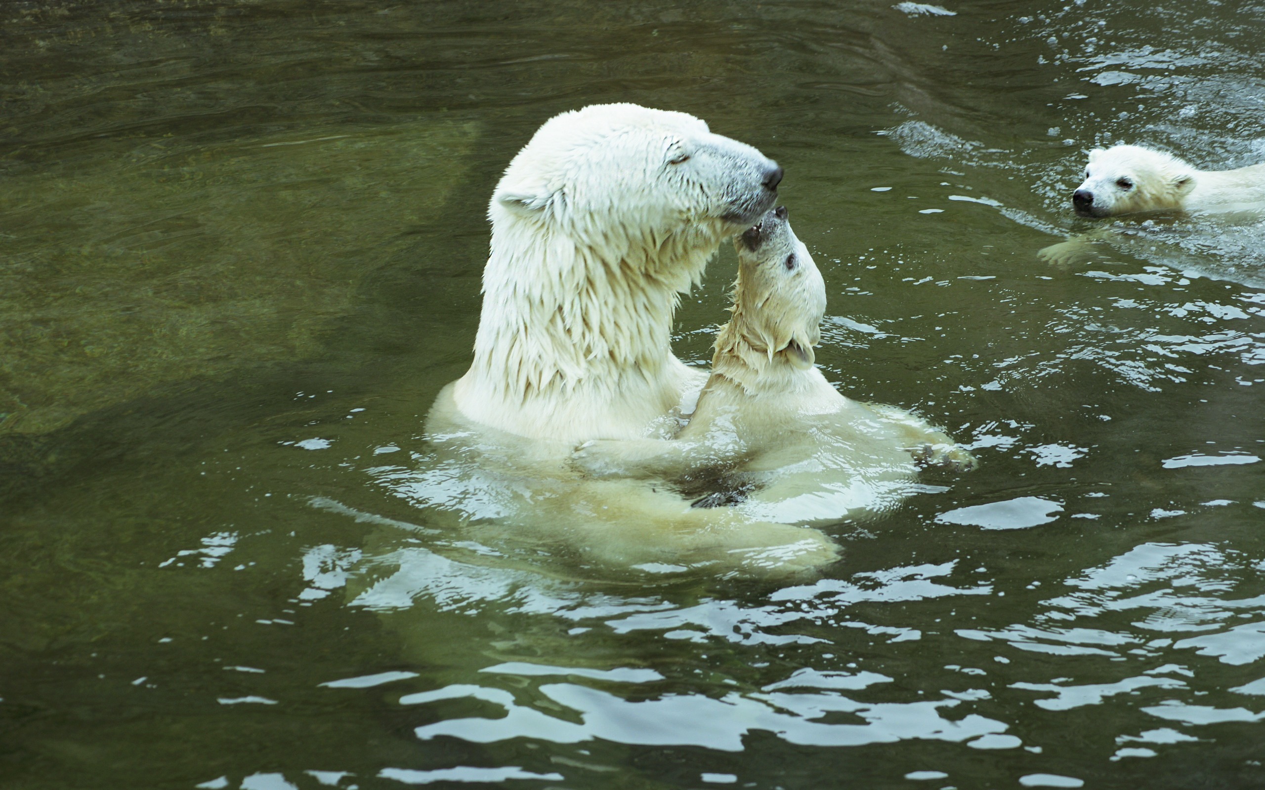 Free download wallpaper Animal, Polar Bear on your PC desktop