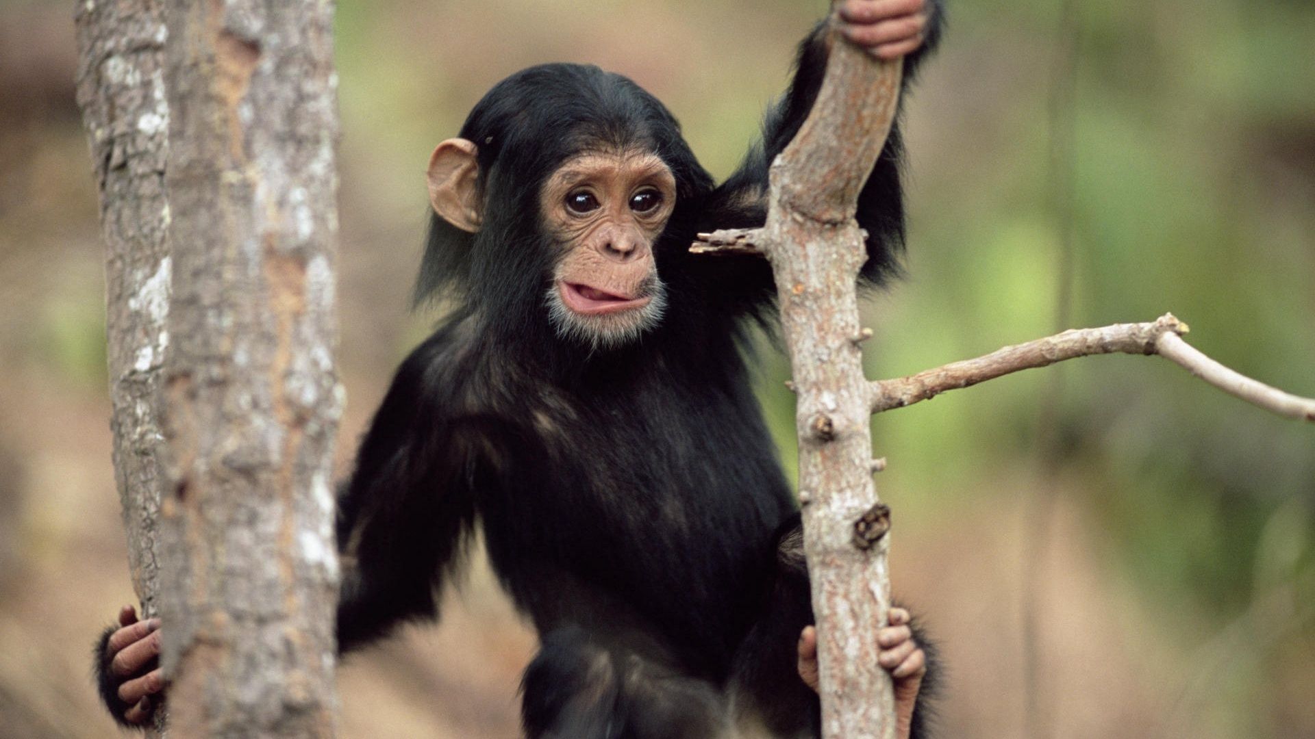 monkey, animals, branches, climb