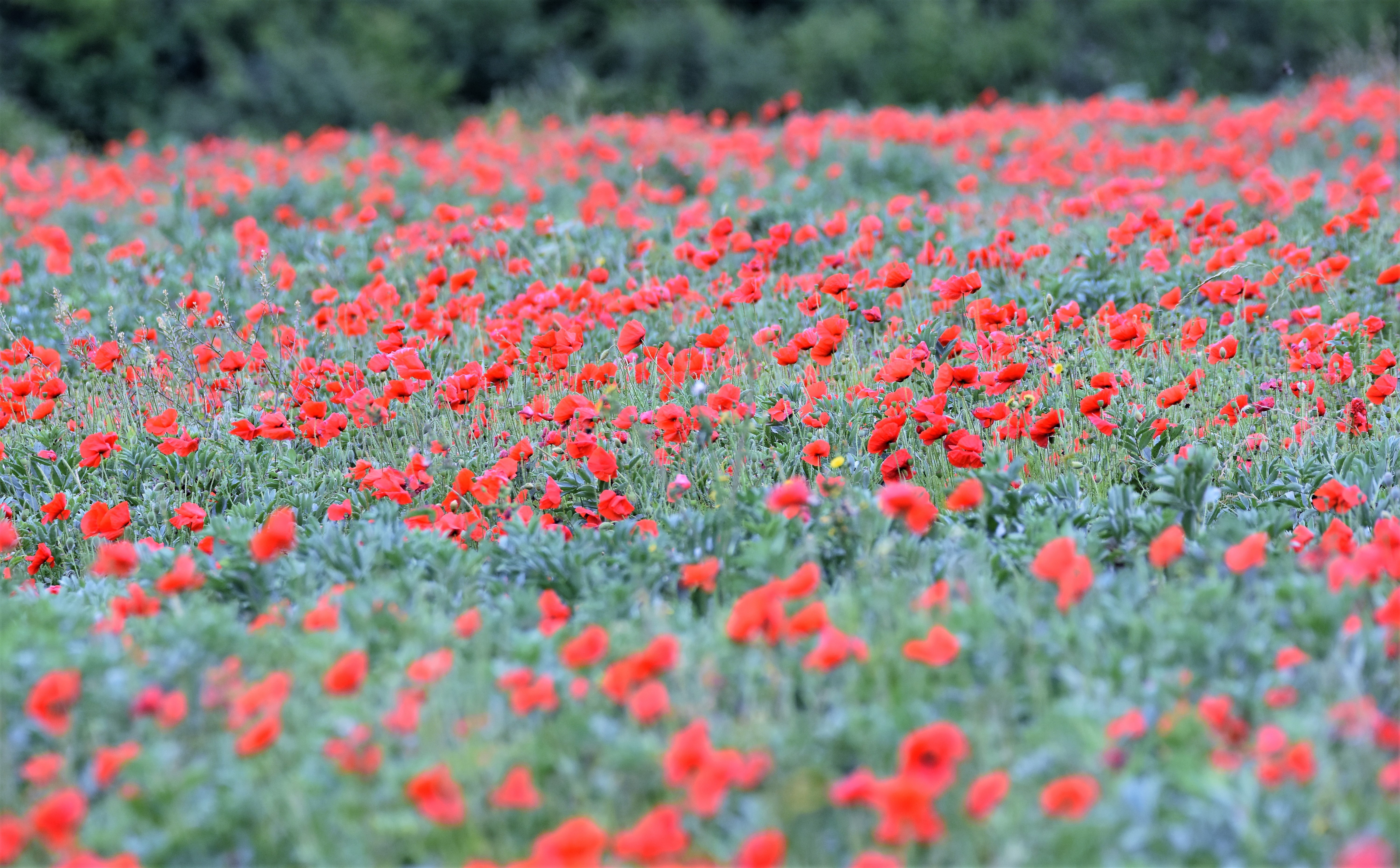 Handy-Wallpaper Natur, Blumen, Mohn, Sommer, Blume, Rote Blume, Erde/natur kostenlos herunterladen.