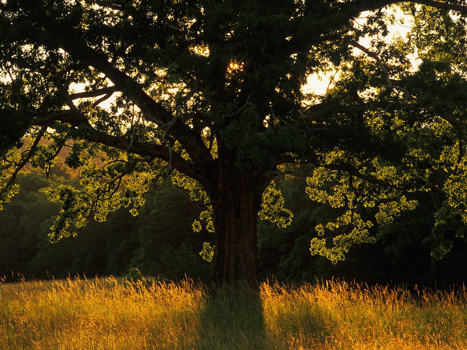 Descarga gratis la imagen Árbol, Tierra/naturaleza en el escritorio de tu PC