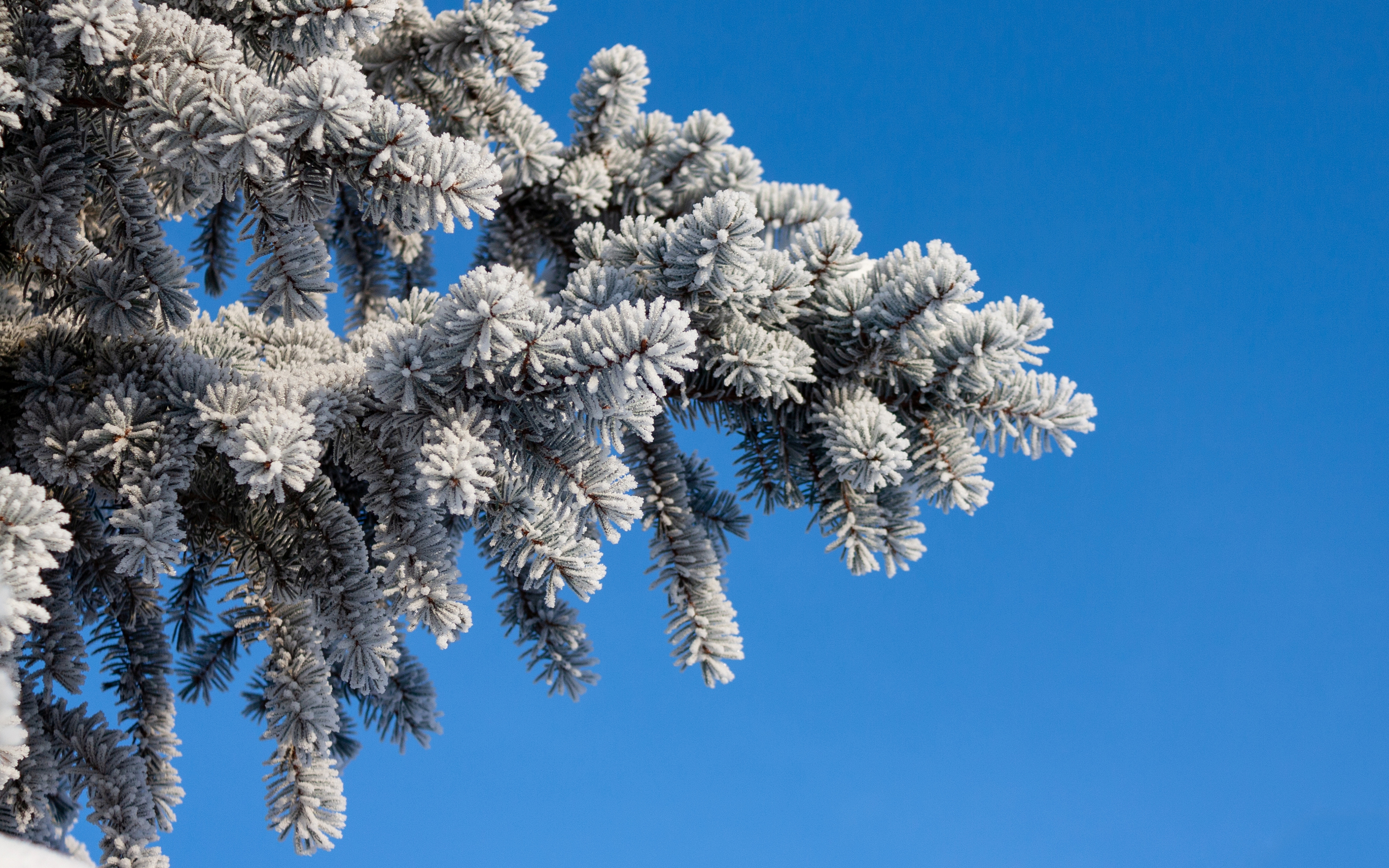 Download mobile wallpaper Winter, Snow, Close Up, Branch, Earth, Spruce for free.