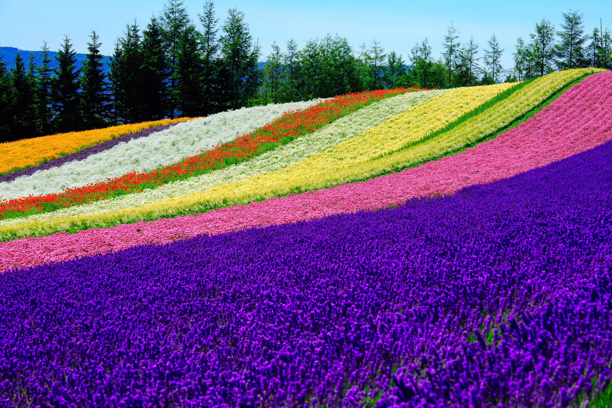 Laden Sie das Natur, Blume, Feld, Gelbe Blume, Weiße Blume, Lila Blume, Rote Blume, Erde/natur, Pinke Blume-Bild kostenlos auf Ihren PC-Desktop herunter