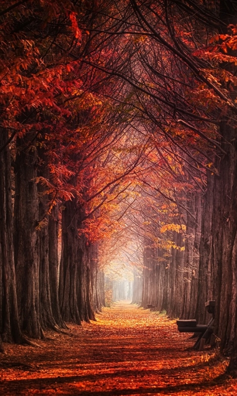 Download mobile wallpaper Nature, Forest, Fall, Path, Hdr, Photography, Orange (Color), Tree Lined for free.